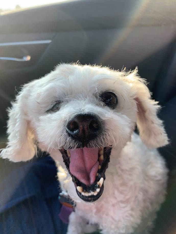 Mia the dog smiles during a car ride.
