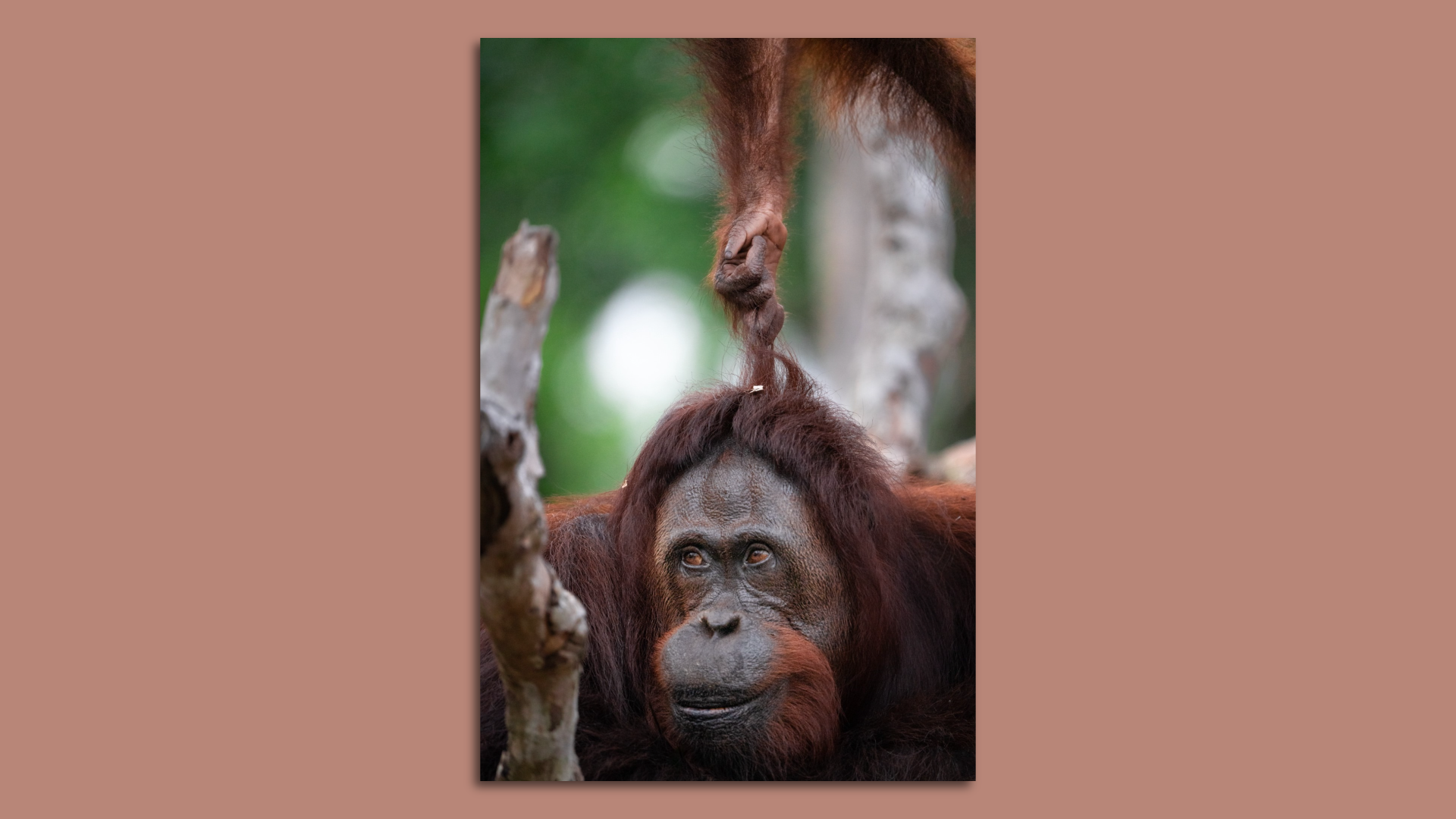 An orangutan pulls another orangutan's hair