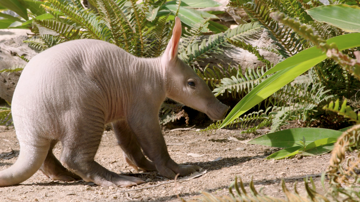 First baby aardvark is born at San Diego Zoo Safari Park - Axios 