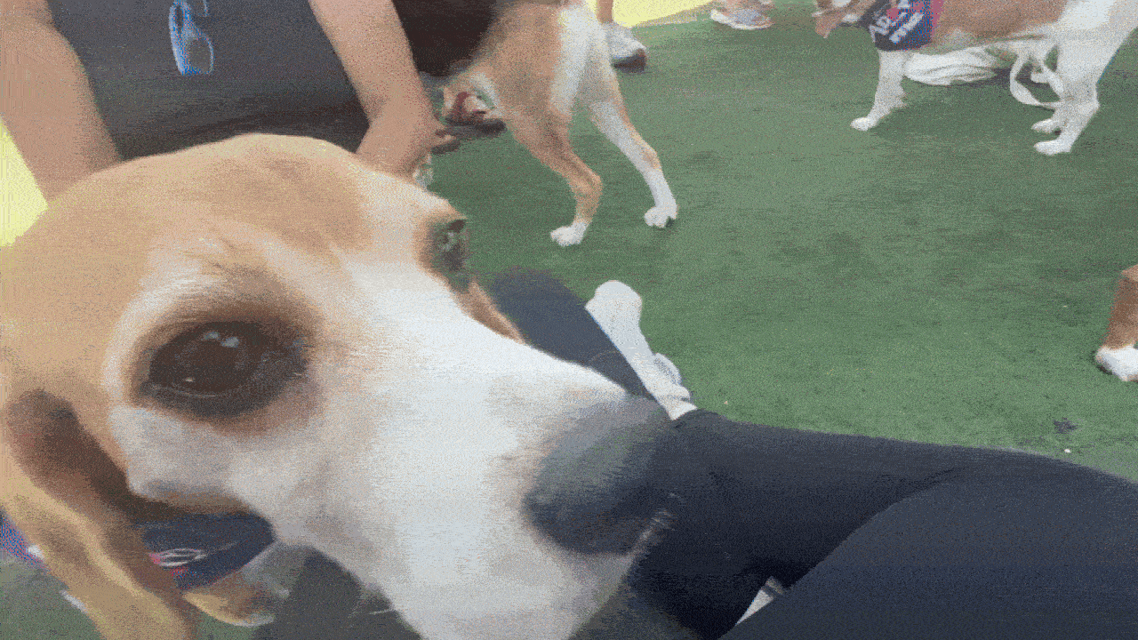 Cute beagles at an adoption event at Bar K in Kansas City. 