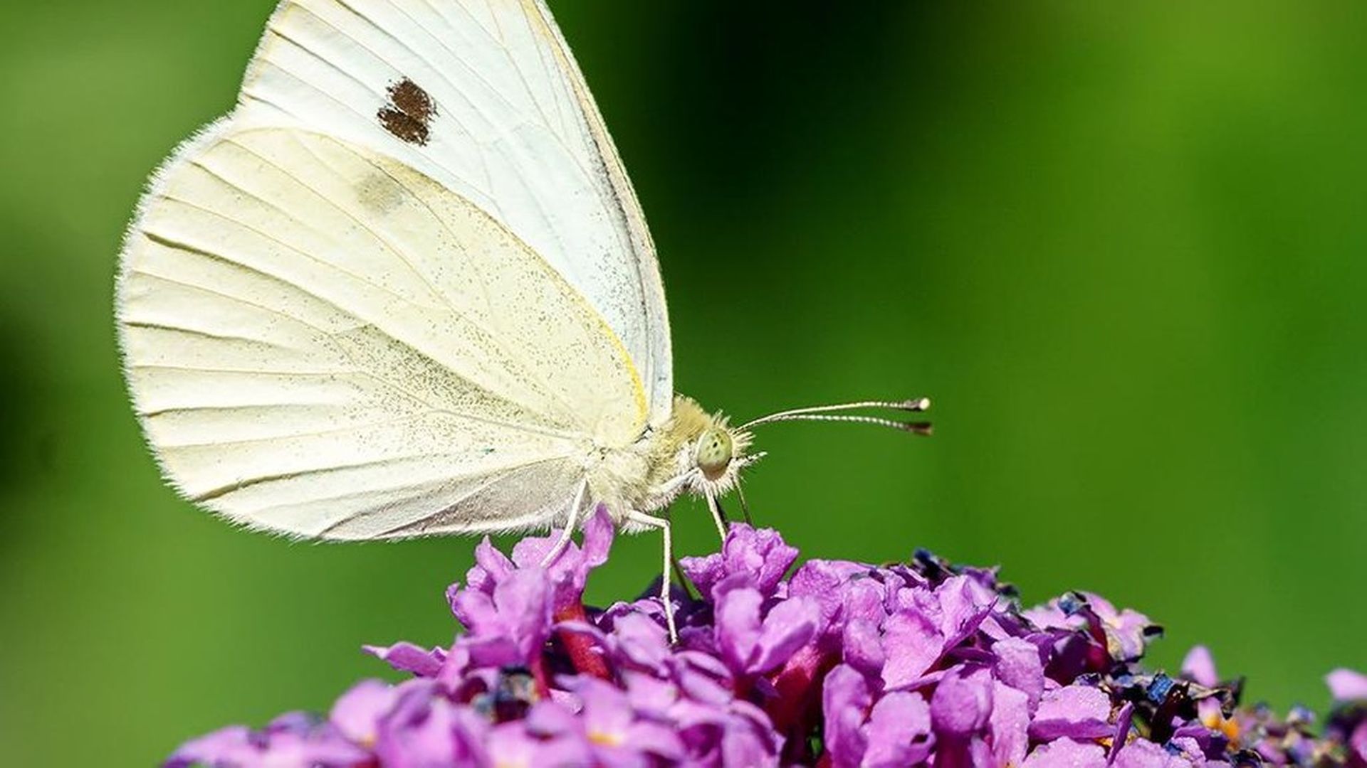 white butterfly