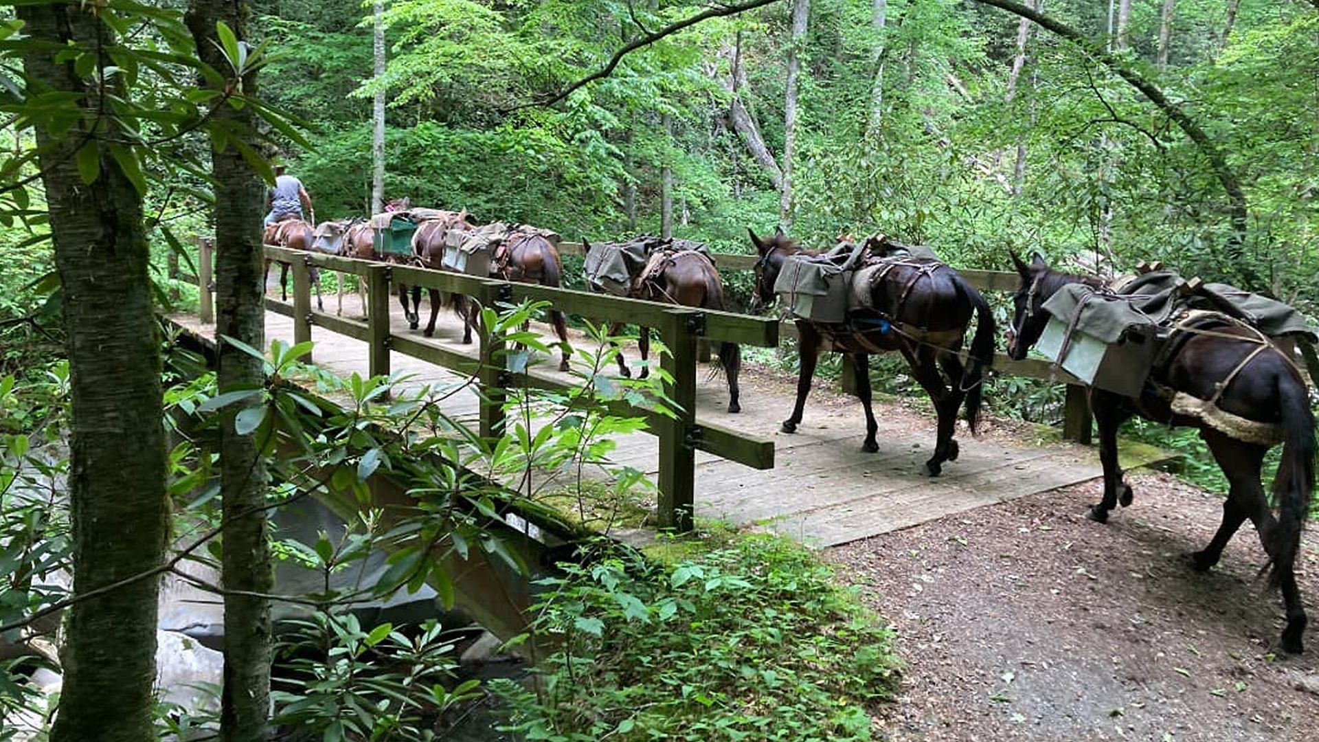 A member of the Mountain Mule Packer Ranch team leads a pack of mules over a bridge amid dense vegetation.