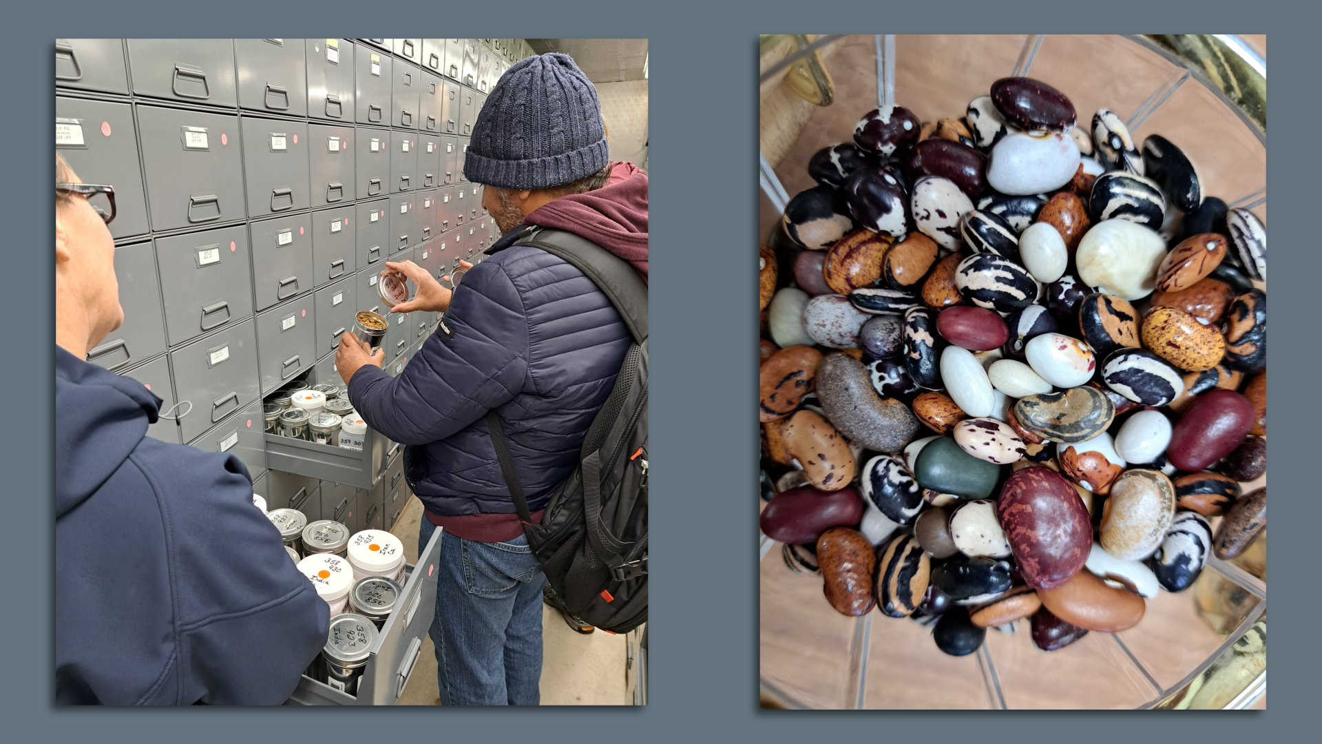 Photo montage of a student at the USDA seed bank in Pullman and a variety of bean seeds. 