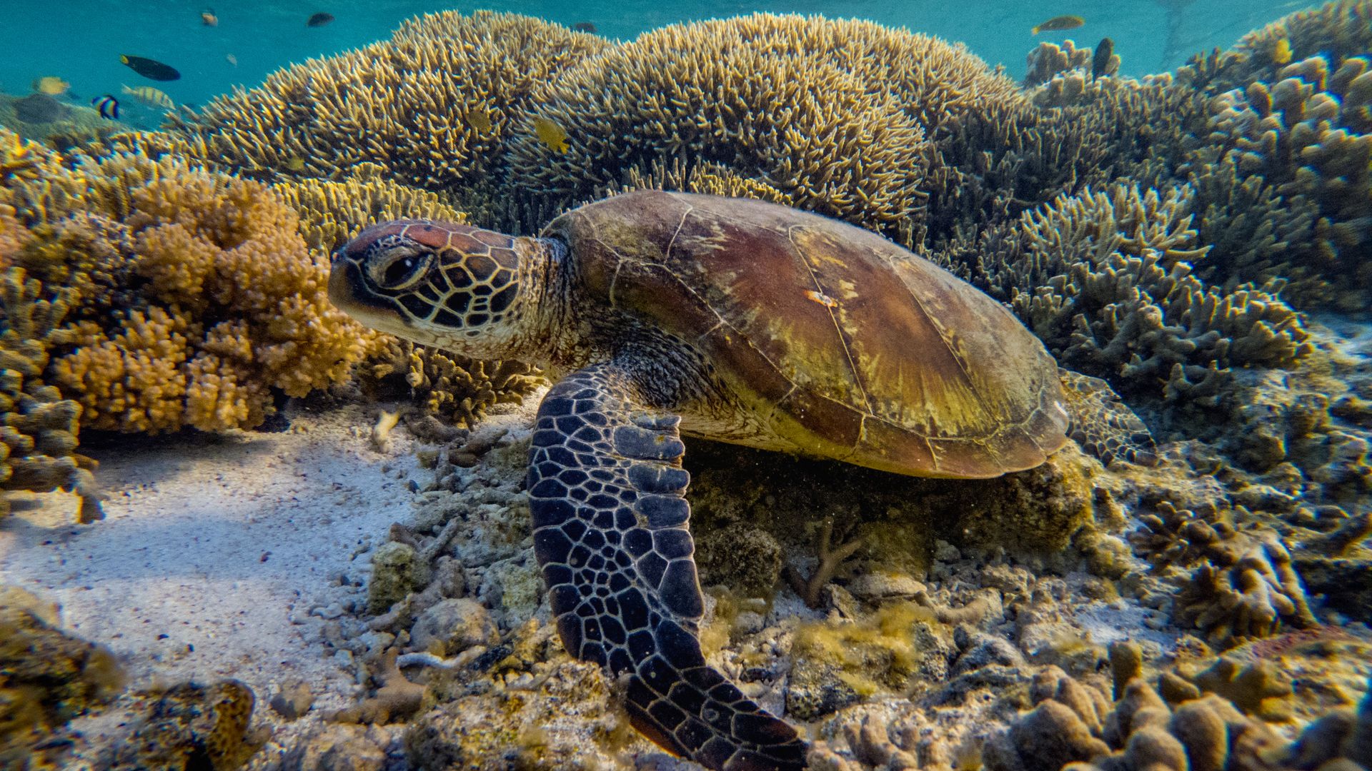 A green sea turtle is flourishing among the corals at lady Elliot island.