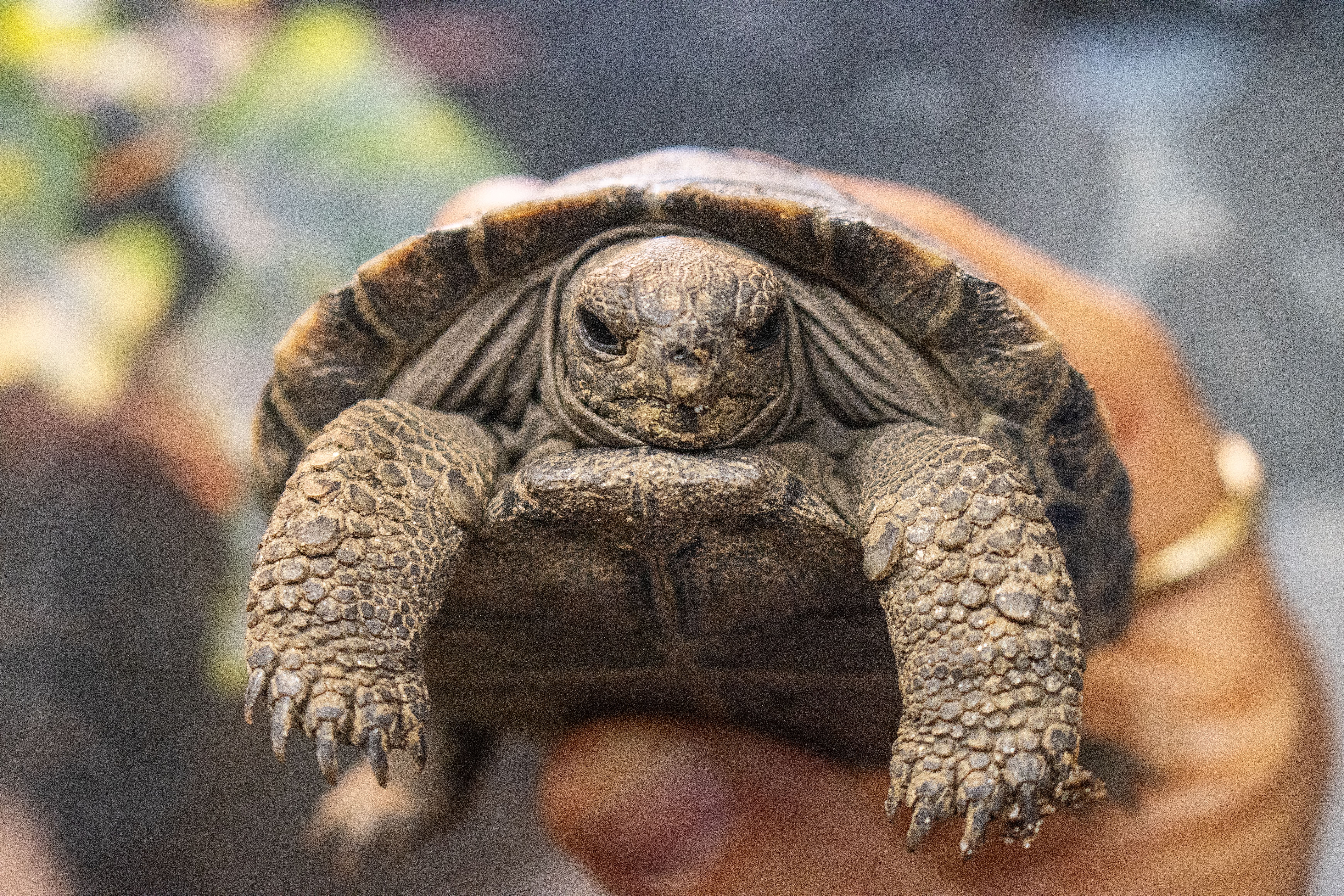 A endangered Western Santa Cruz Galapagos tortoises at the Philadelphia Zoo