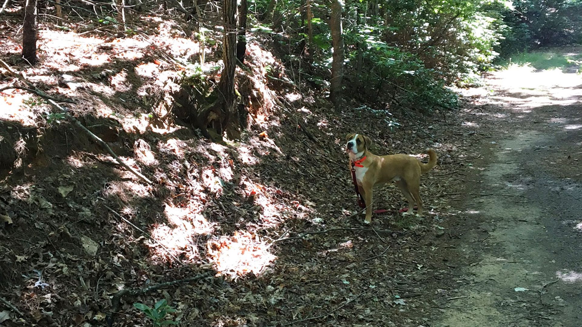 dog-on-hiking-trail
