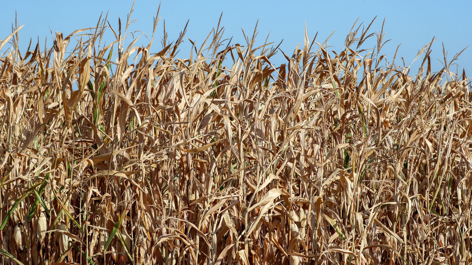 Dried corn in a corn field. 