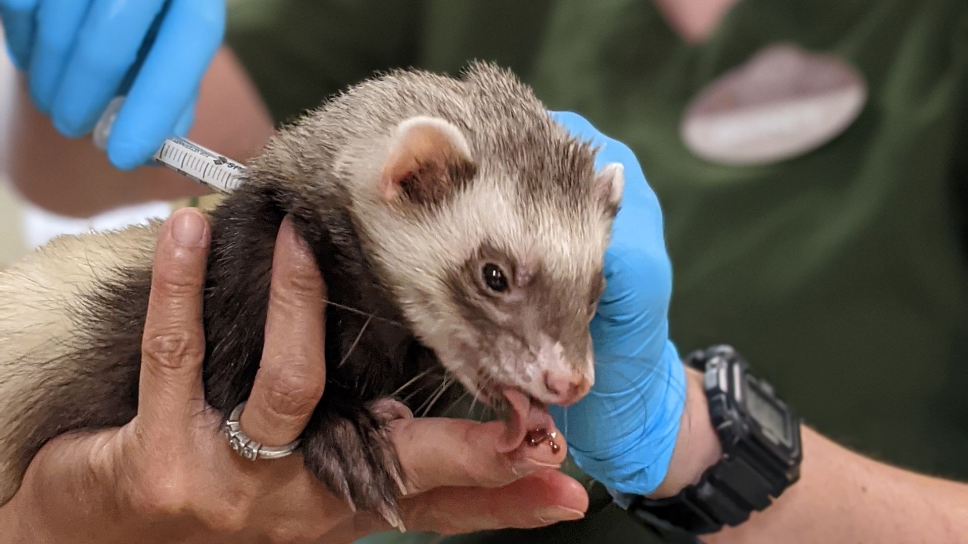A Ferret in the Animal Room Education Ambassador at Oakland Zoo receives COVID vaccination while enjoying a treat