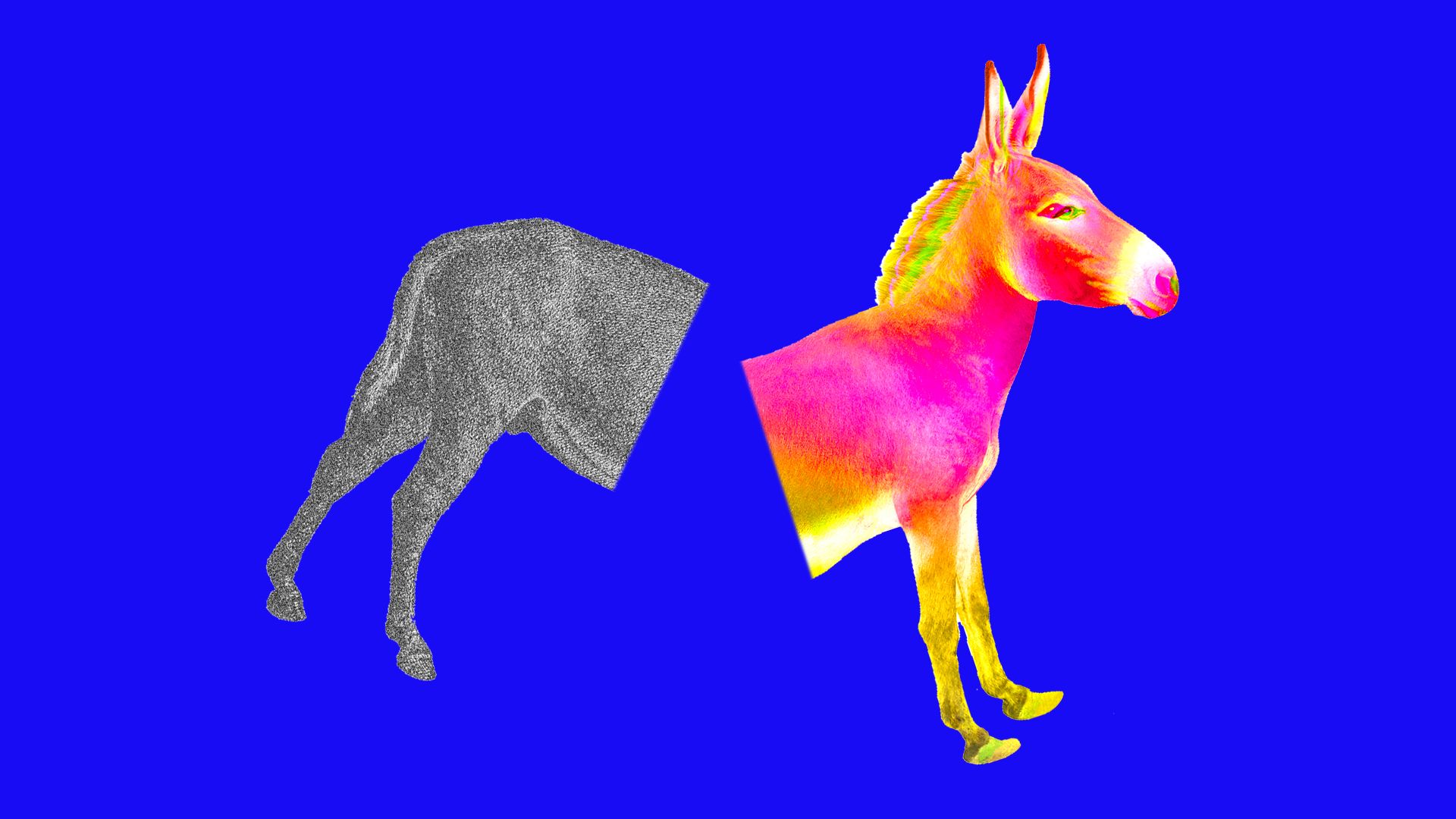 This illustration shows a donkey, symbolizing the Democratic party, split in half and shown in different colors.