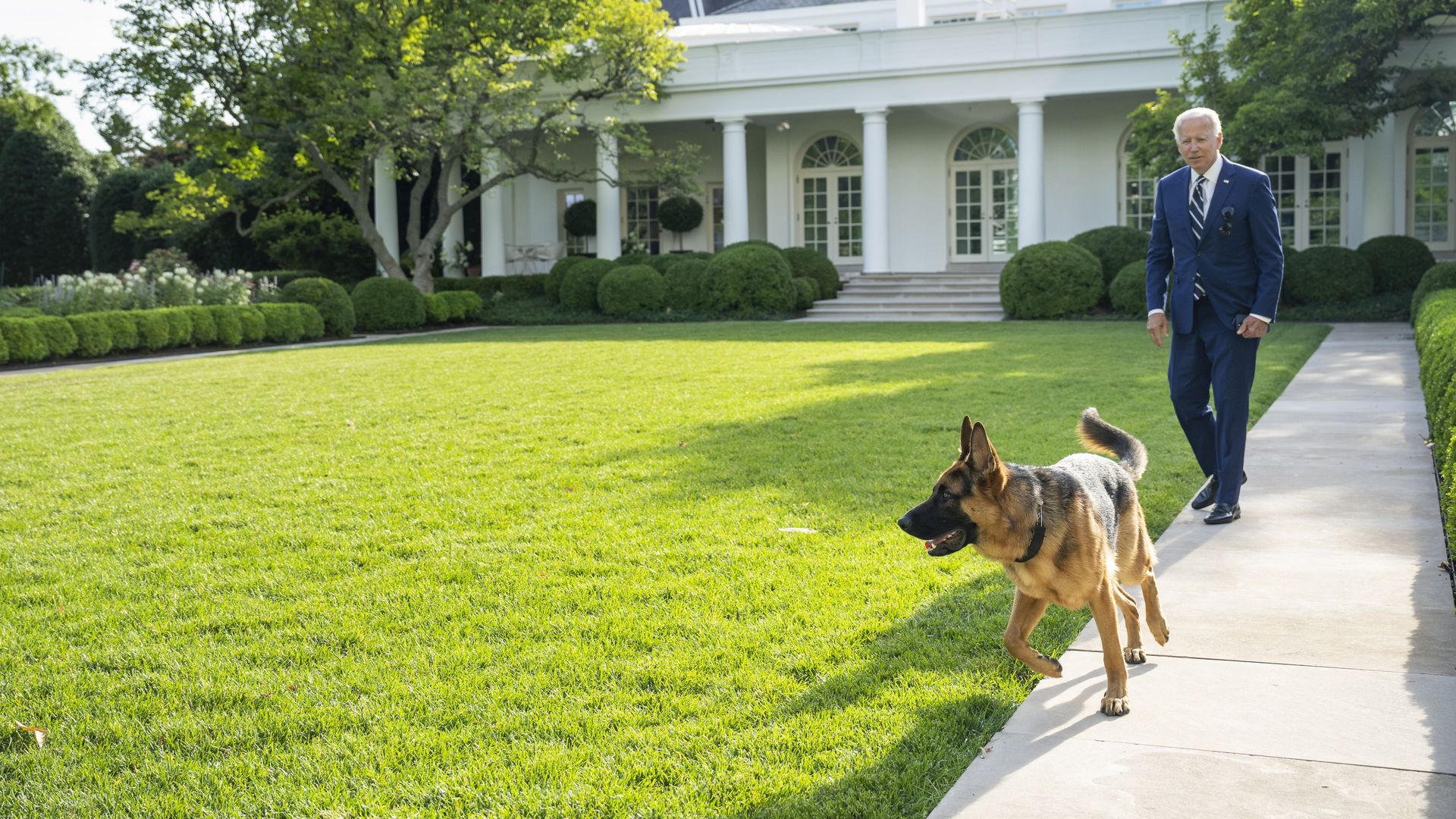 A photo of President Biden walking outside the White House with his dog. 