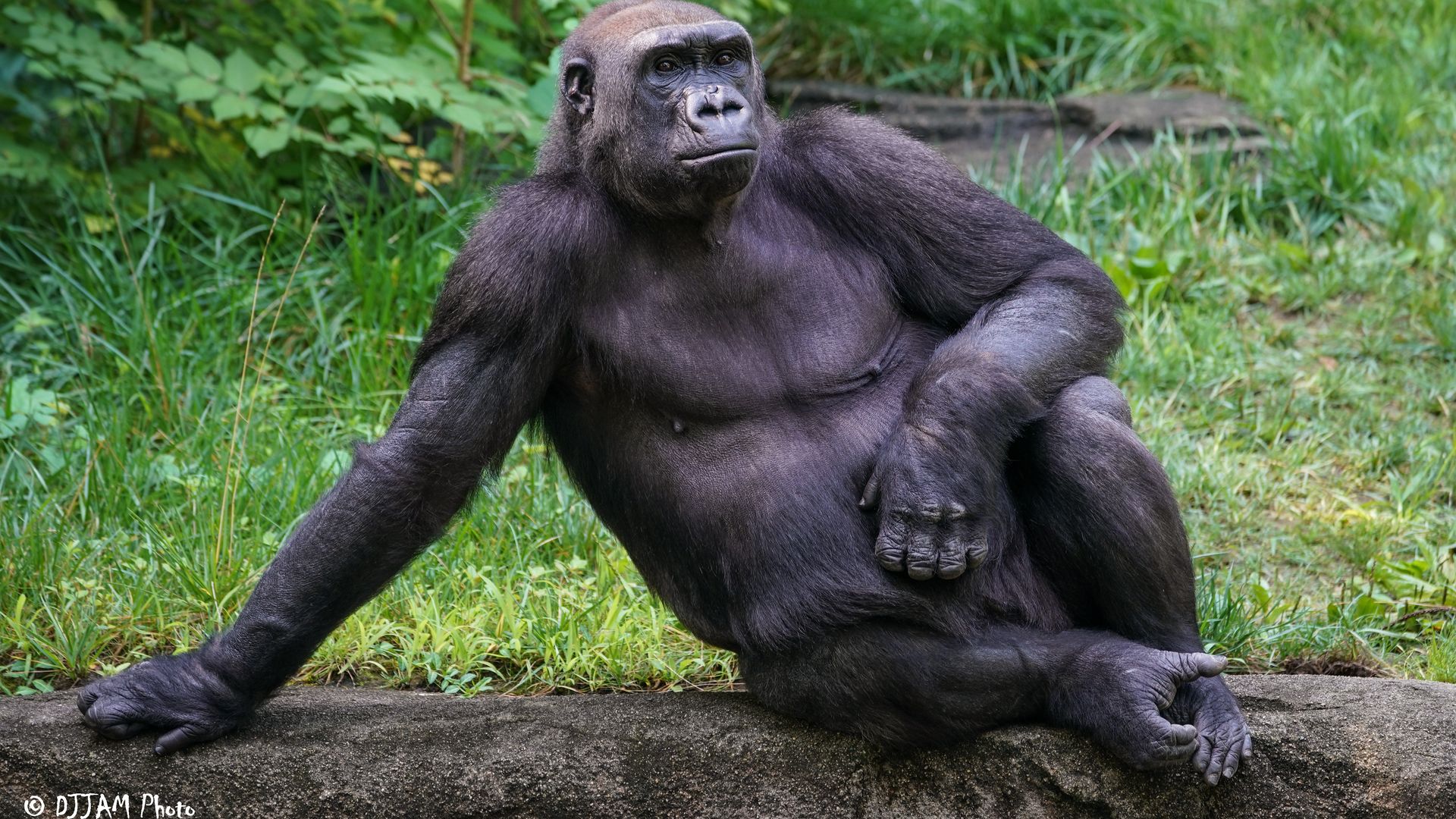 detroit-zoo-welcomes-four-new-gorillas-axios-detroit