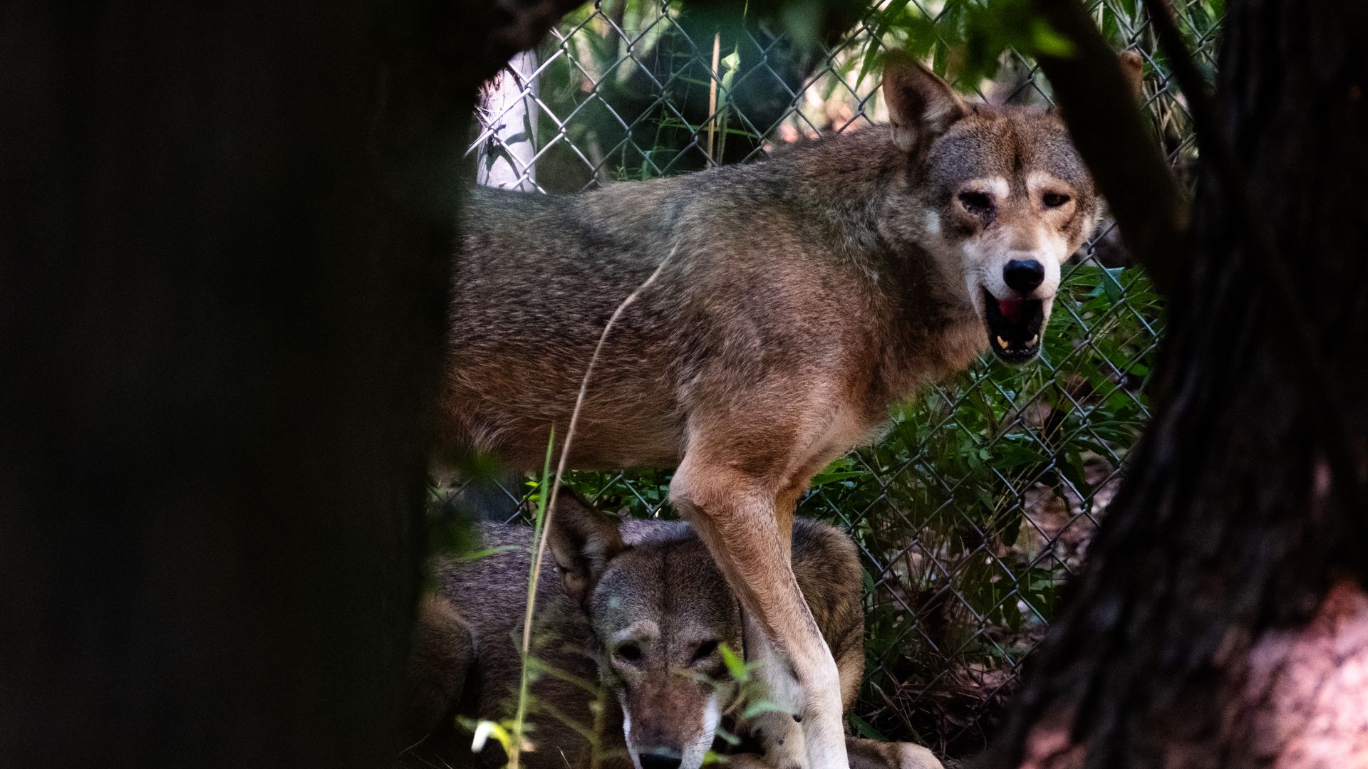 red wolf north carolina