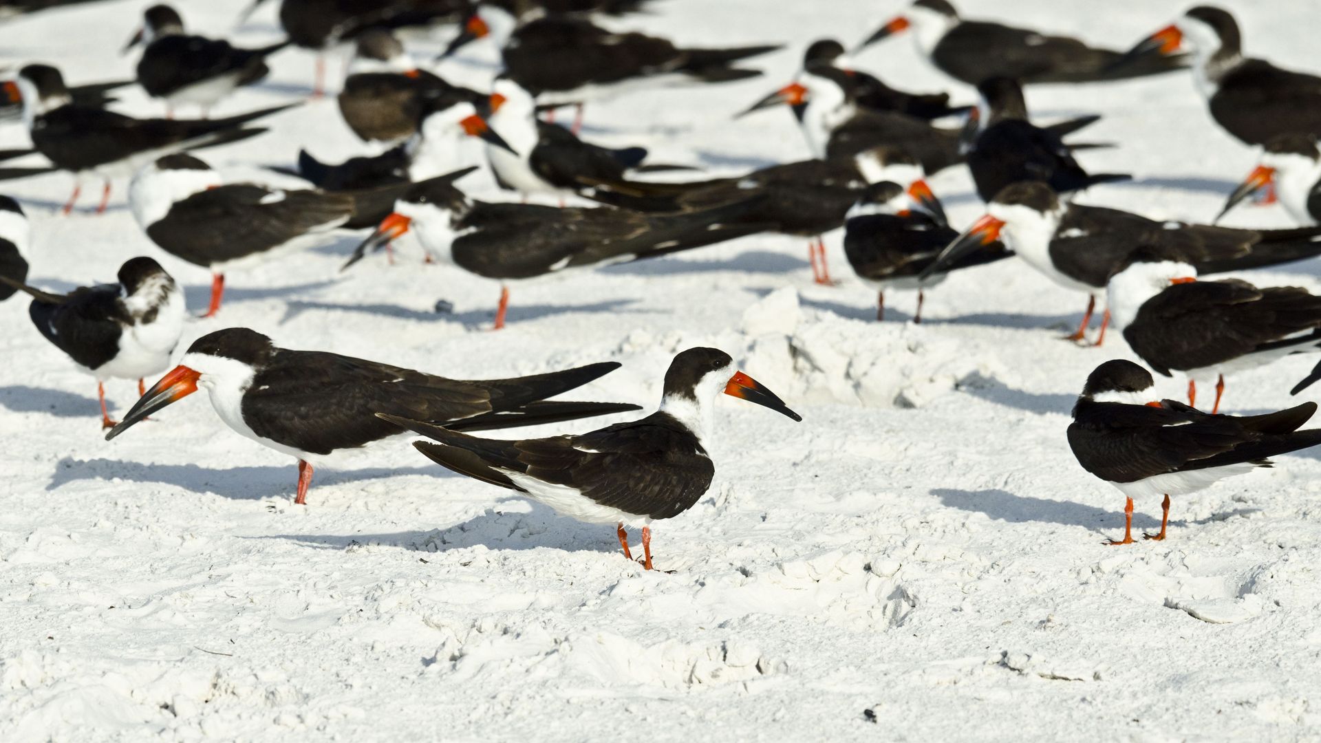 Large flock of black and white oystercatchers with bright orange beaks and legs on a sandy surface; many birds stand or wade, creating a crowded seabird scene in daylight.