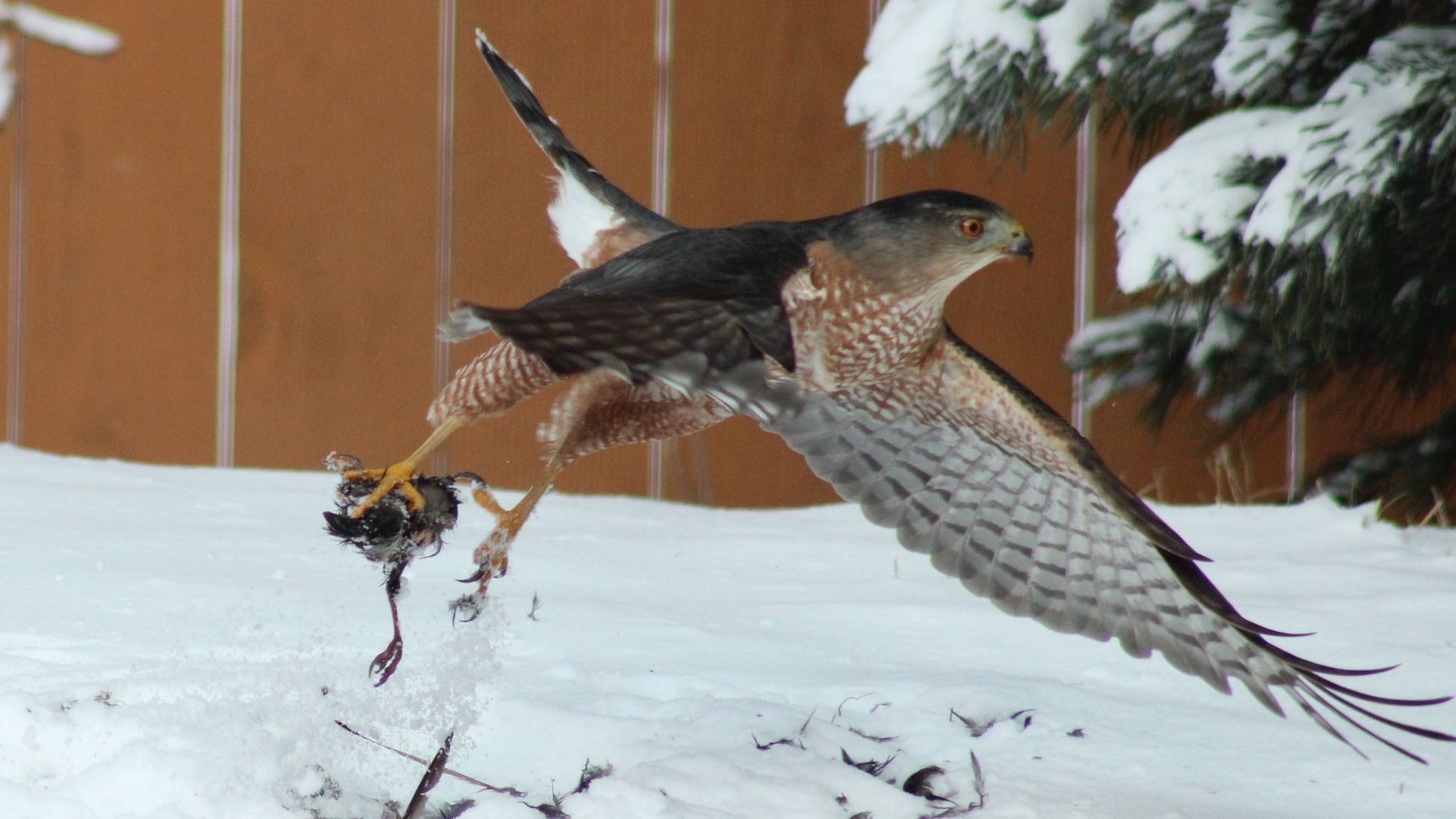 Photo of a hawk grabbing a starling. 