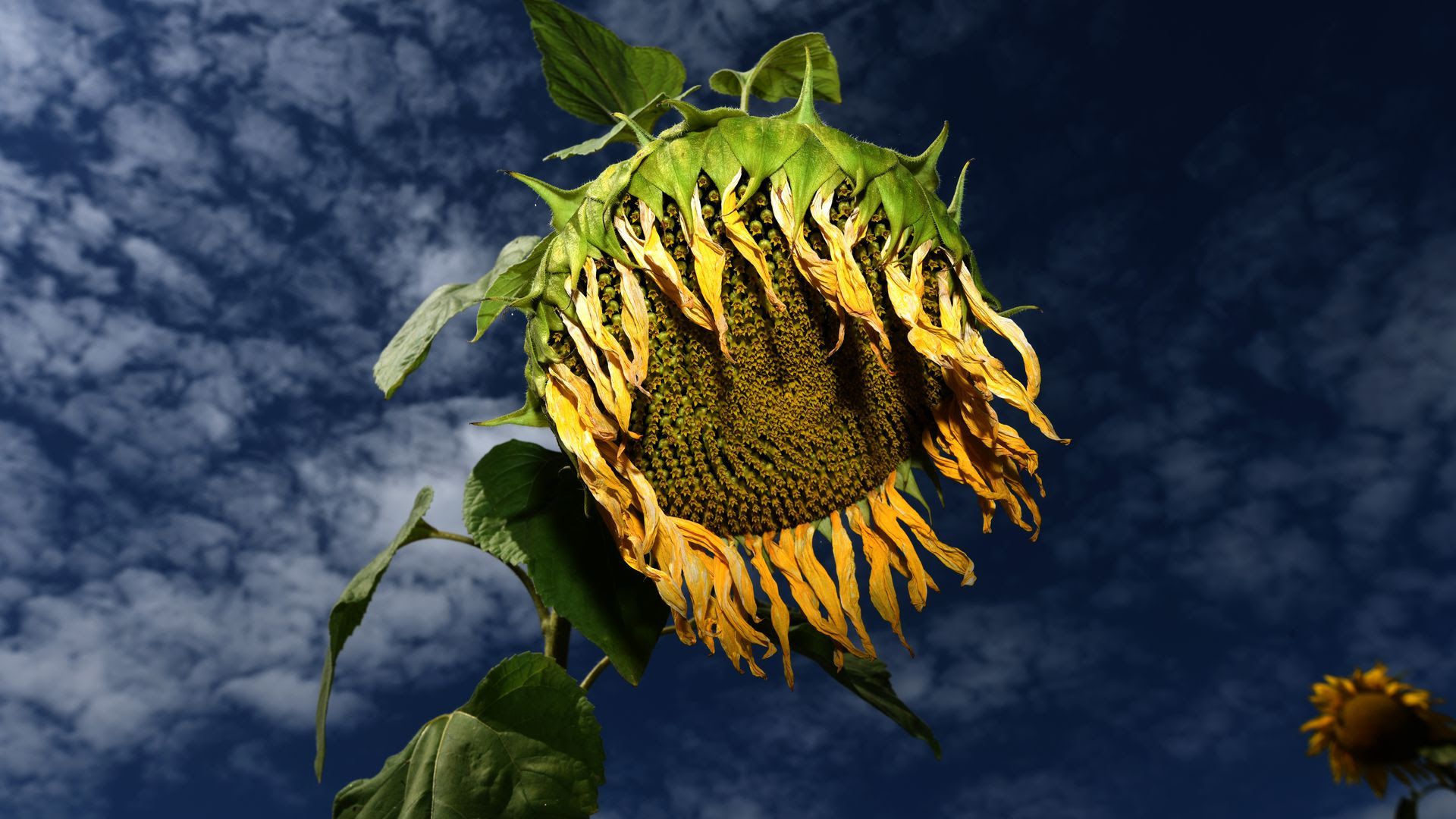 A photo of a dying sunflower