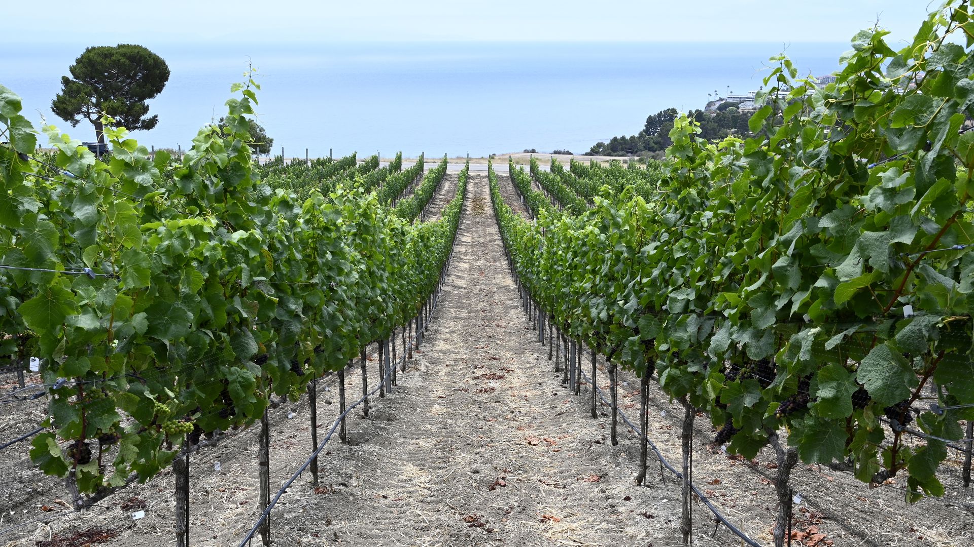 Photo of a row of green crops against a blue sky