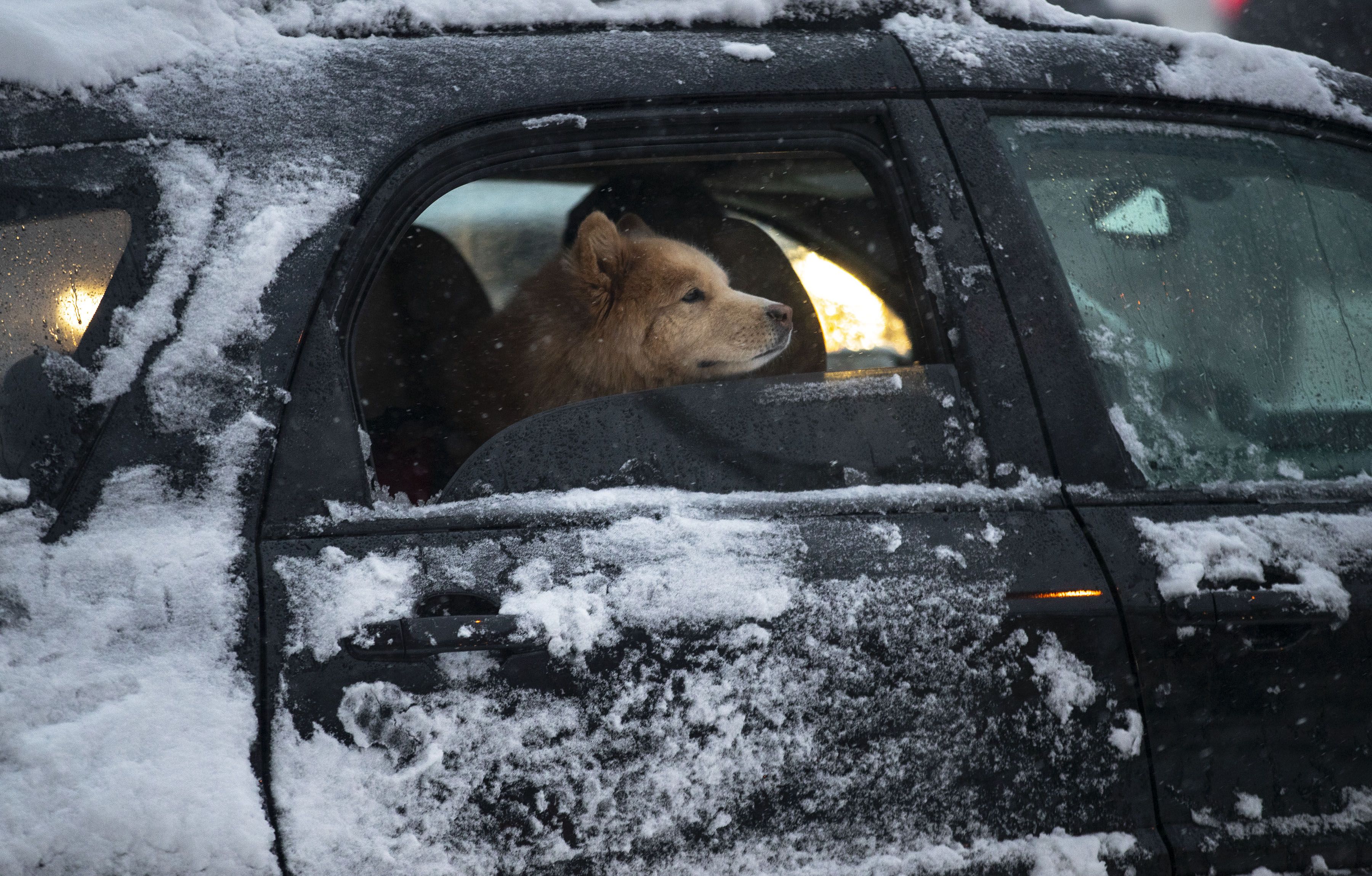 A dog poked their head through an open window as snow fell on Wednesday morning on Superior St. in Duluth, MN. 