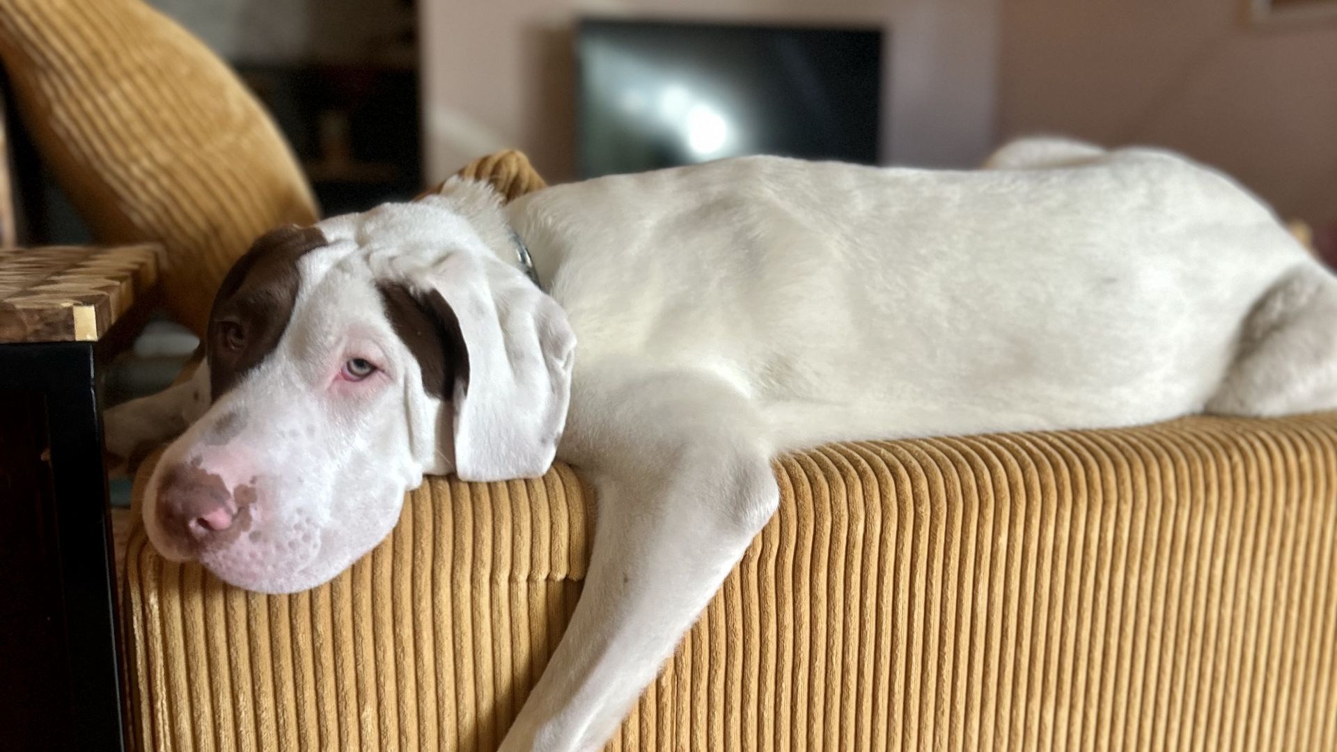 White dog with brown patches lies stretched across a mustard-orange corduroy couch, head near the left armrest; blurred living room with a fireplace in the background.