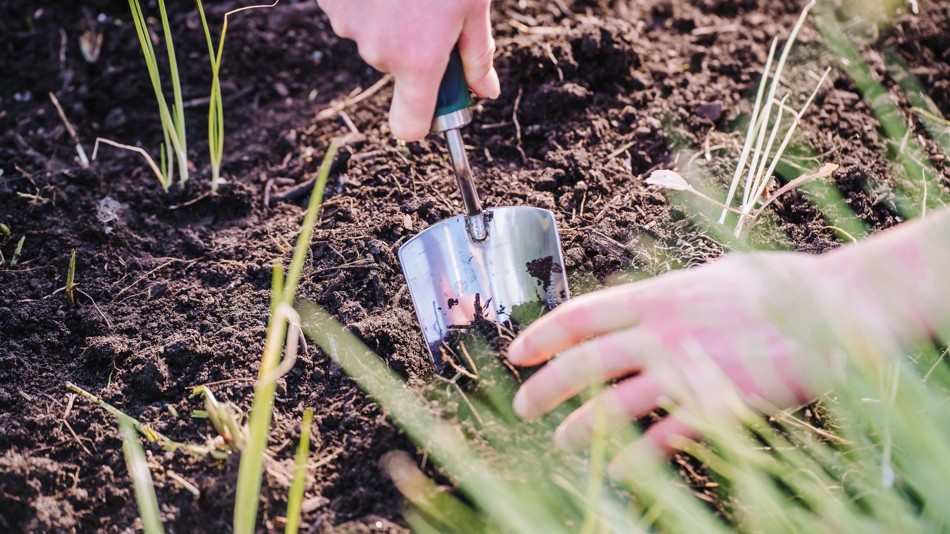 A hand uses a small spade in a garden