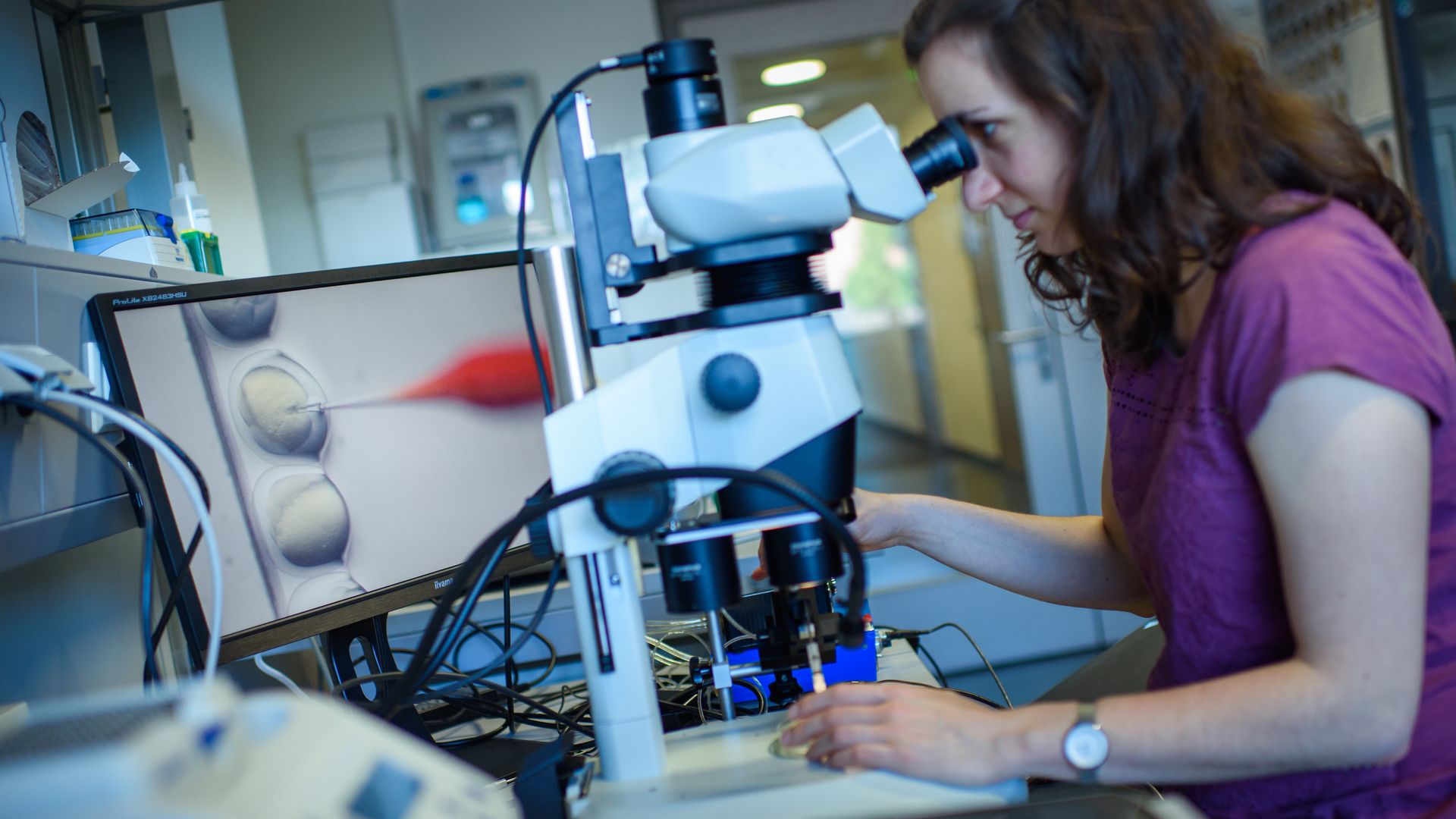 Photo of female researcher observing a CRISPR-Cas9 process through a stereomicroscope