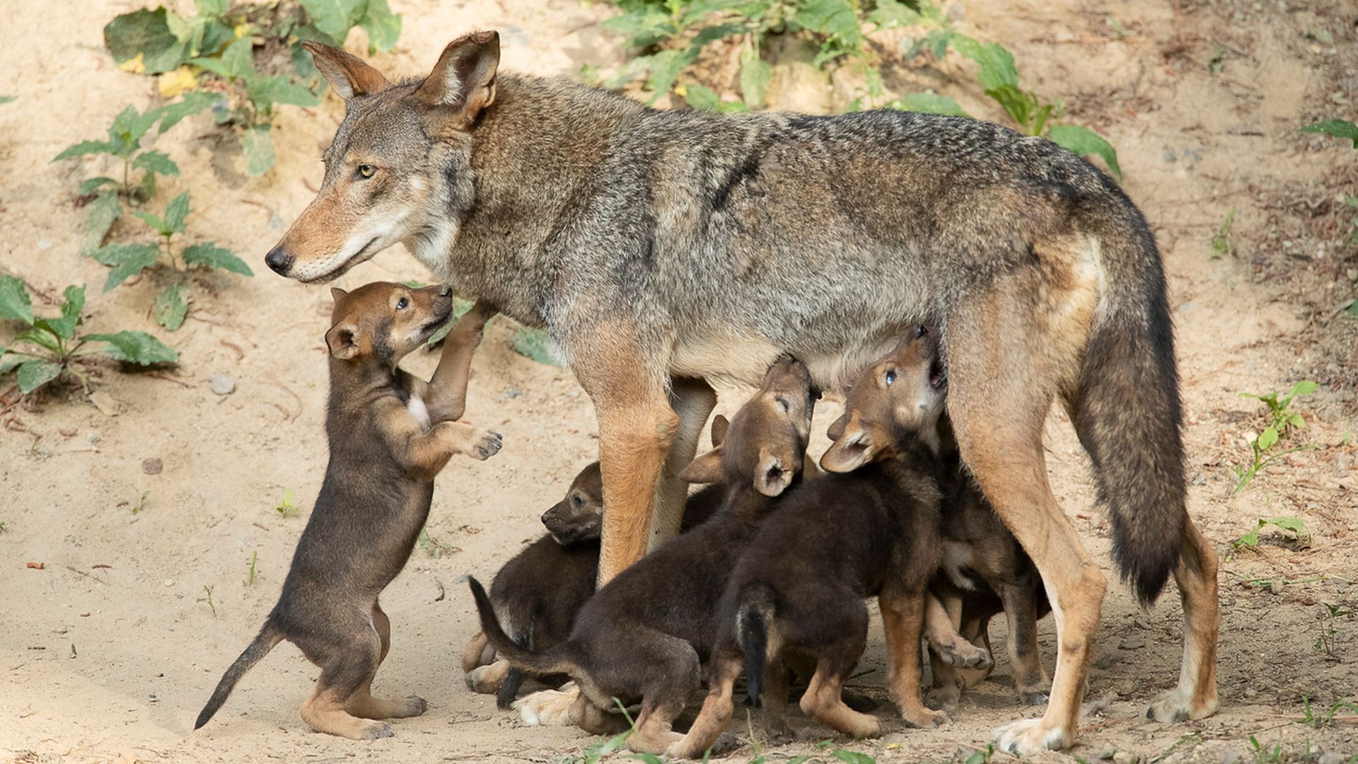 A mother wolf standing while six brown wolf pups cling to her, some nursing and one standing on its hind legs, with green plants and sandy ground in the background.