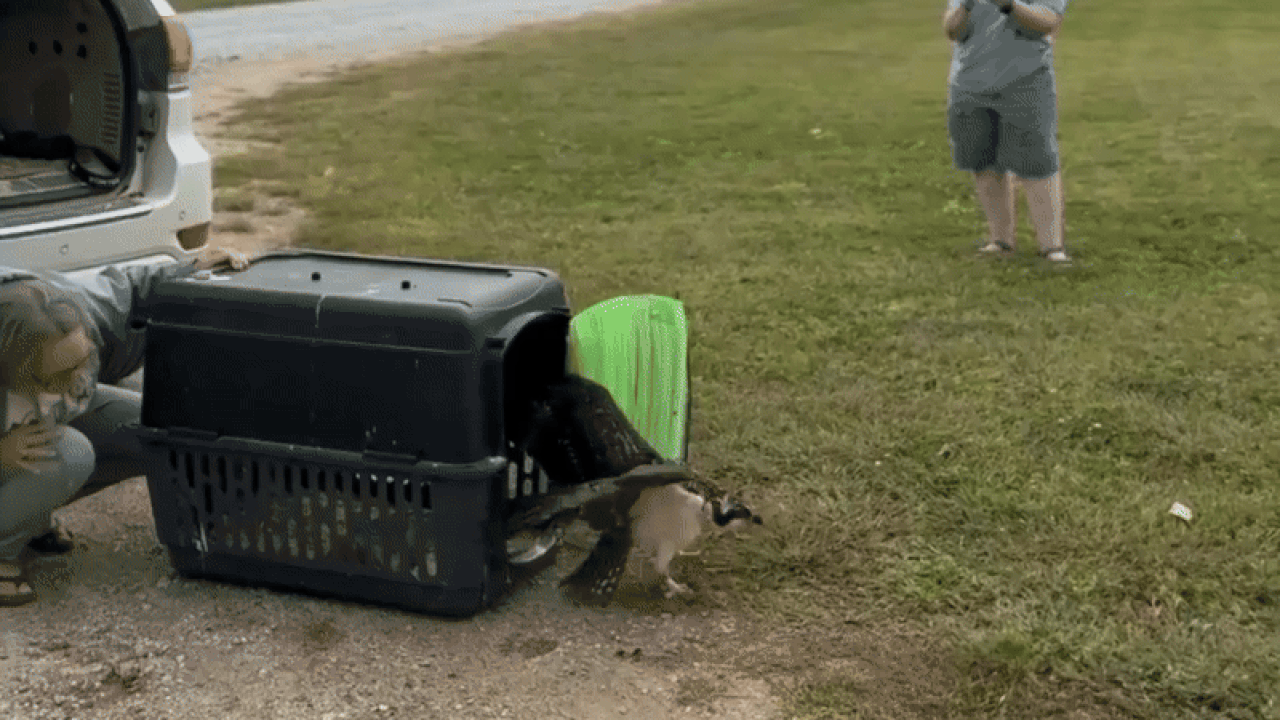 A video of an osprey.