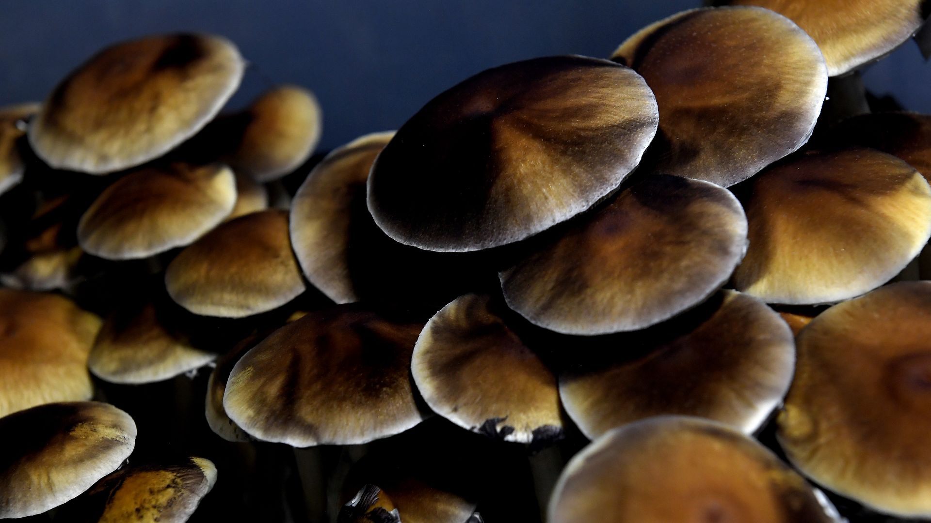 Several light to dark brown mushrooms caps. 