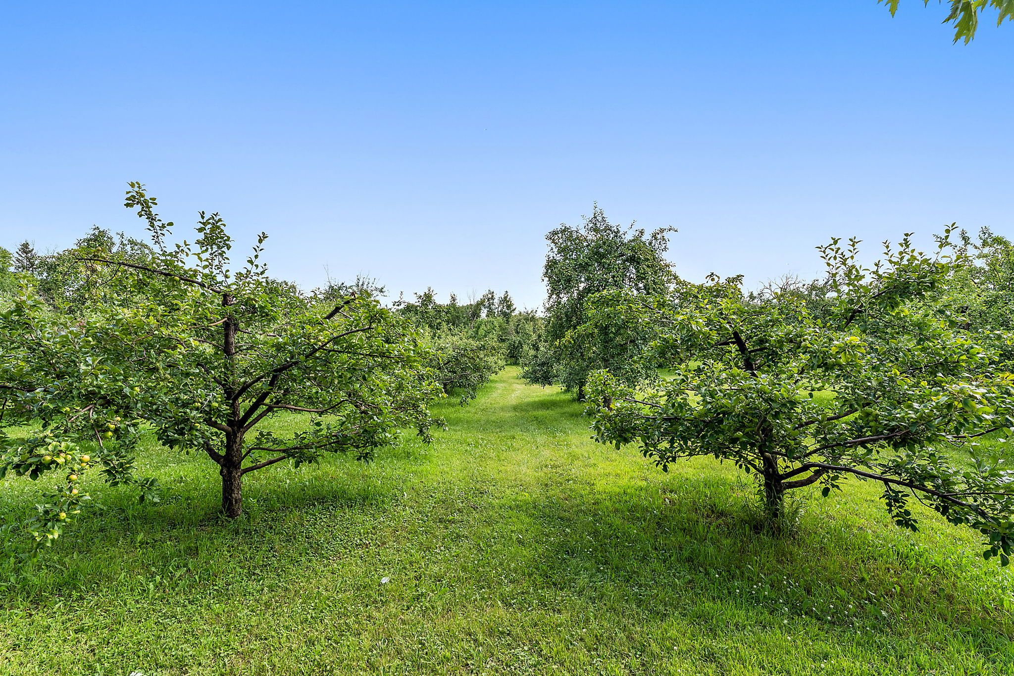 Green apple orchard with rows of small leafy trees bearing fruit under a clear blue sky on a sunny day.