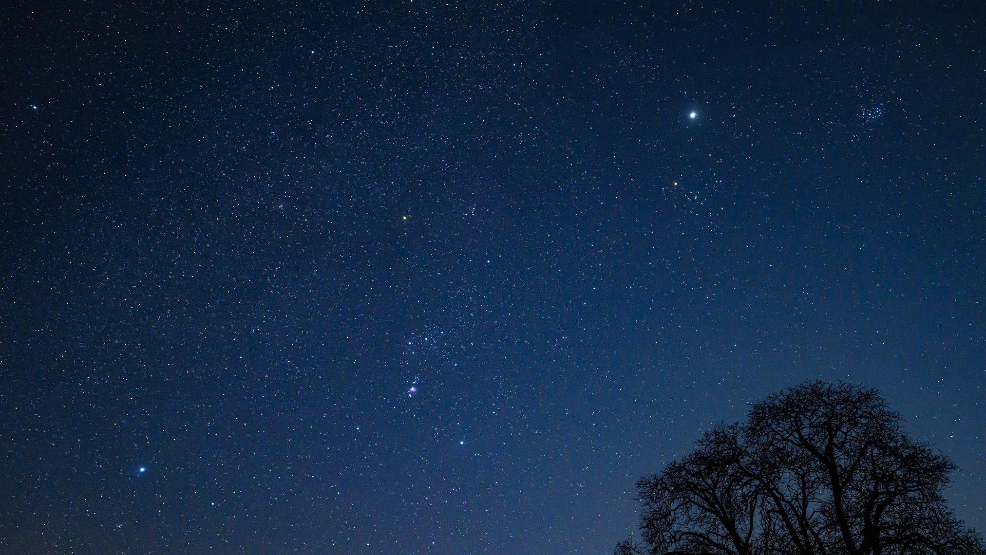 A night sky filled with stars with the silhouette of a tree in the foreground.