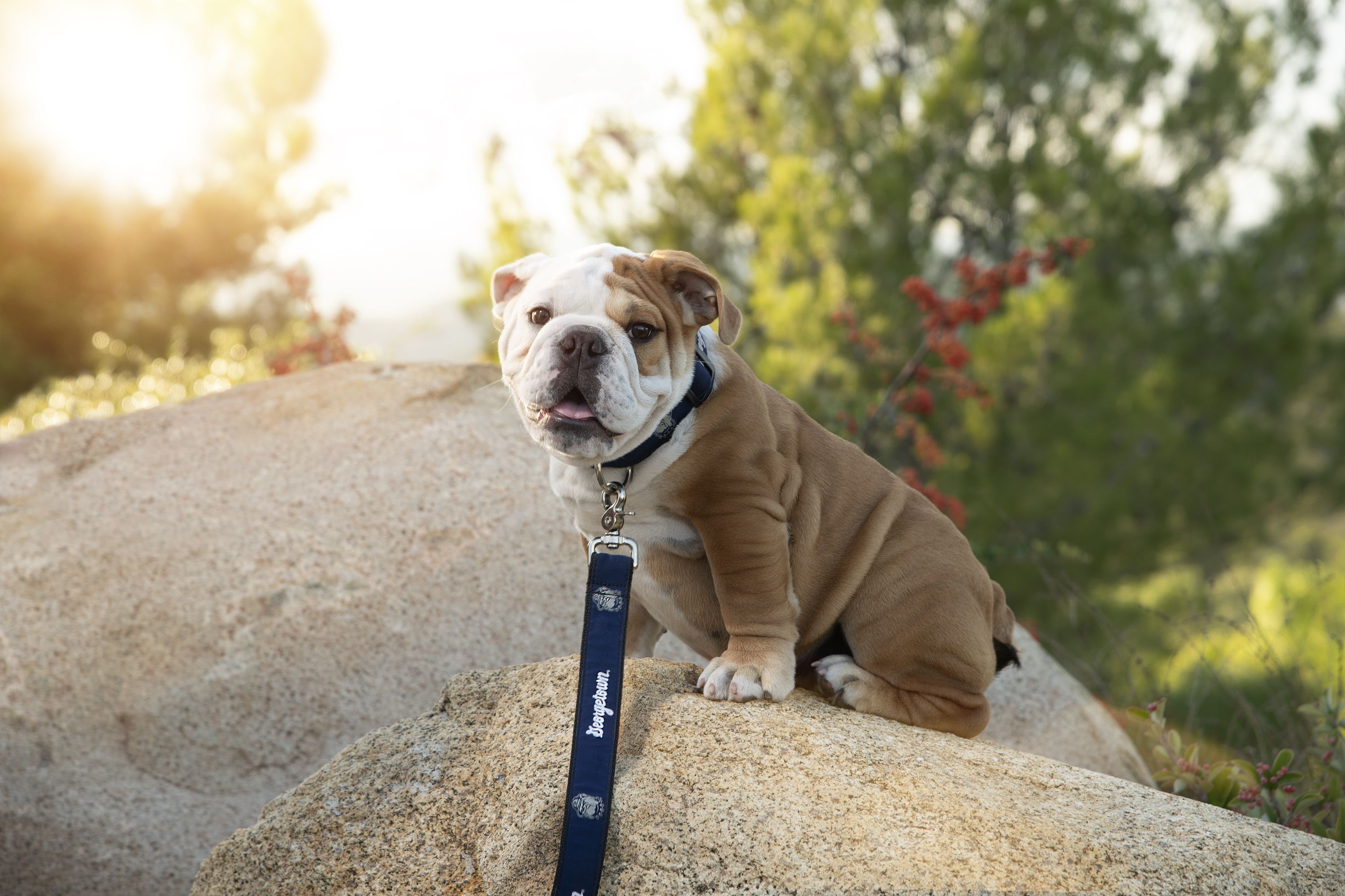 Meet the Georgetown Hoya's new bulldog puppy mascot - Axios Washington D.C.