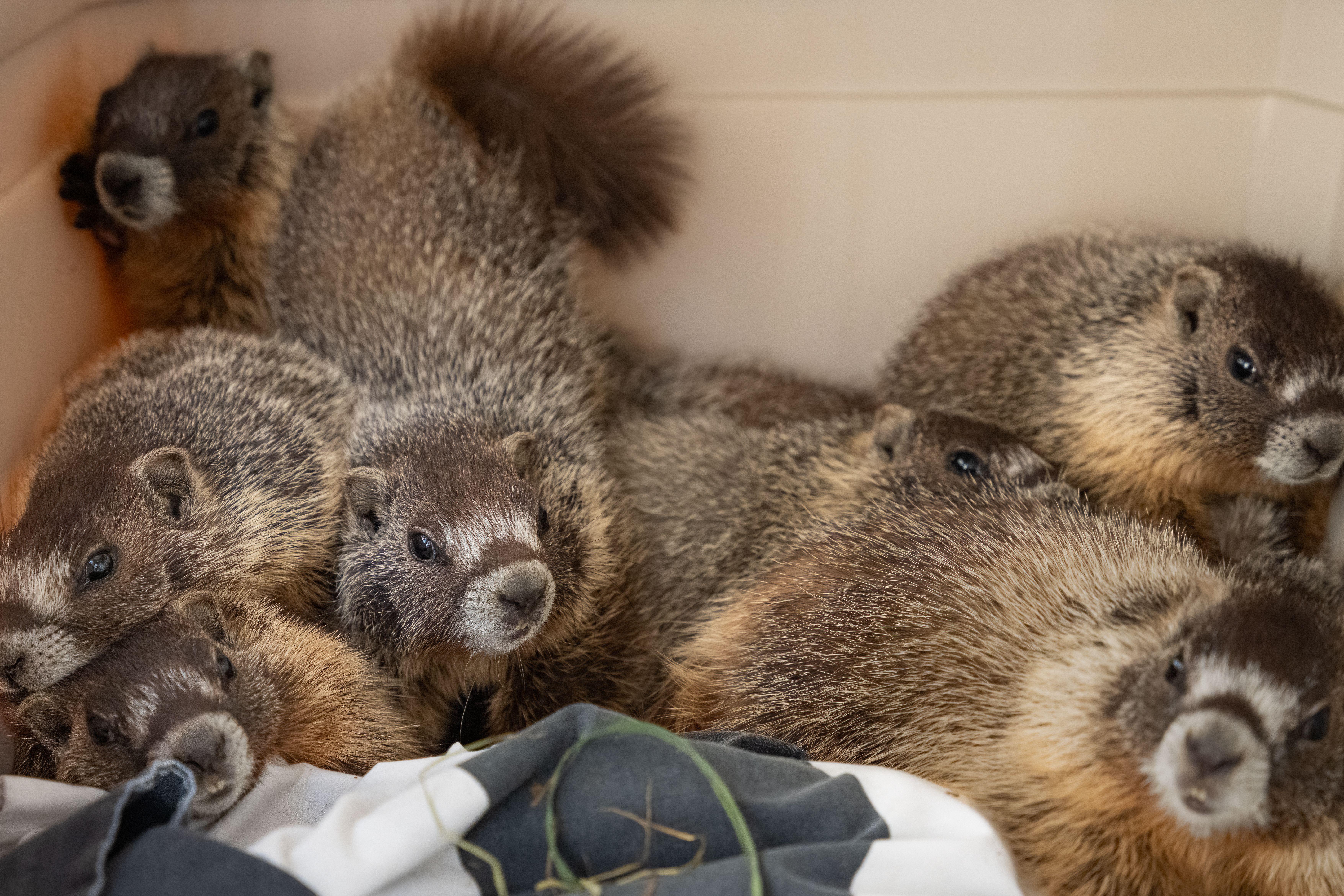 Boulder County center oversees first-ever marmot adoption - Axios