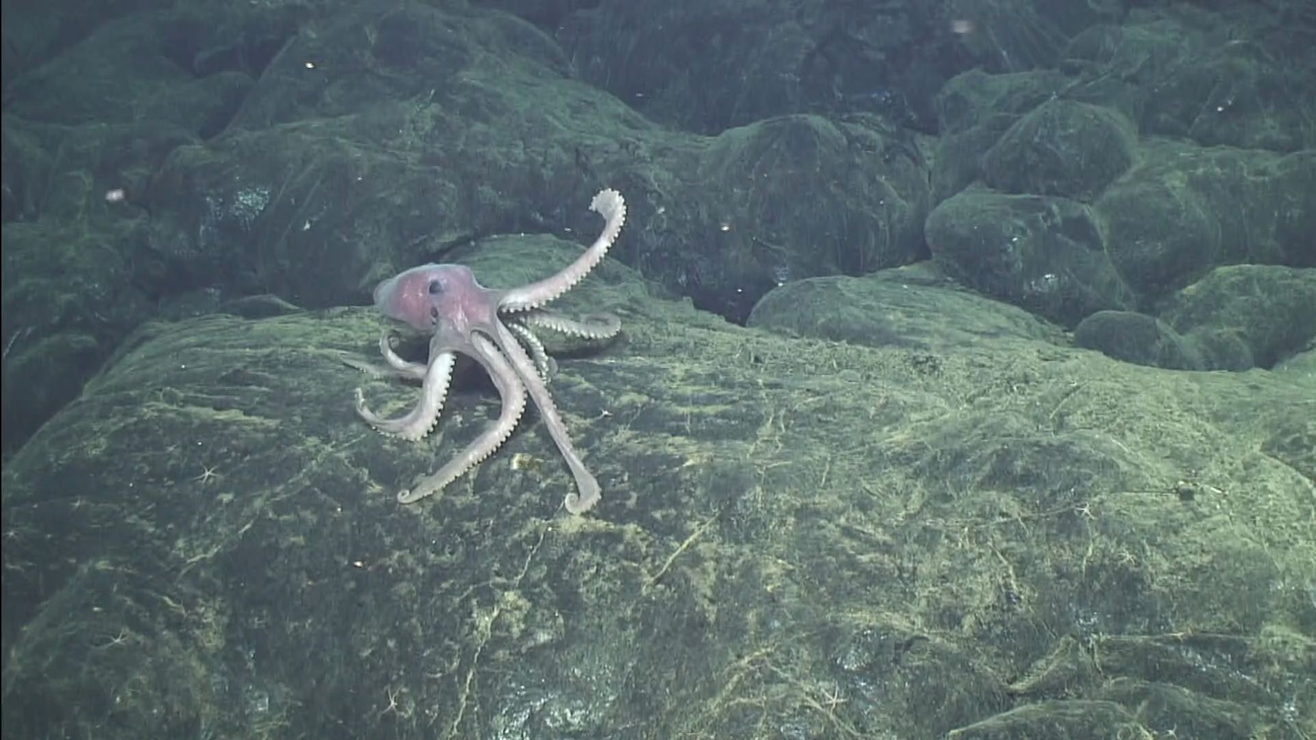 An octopus creeps along a lava flow on the flanks of an undersea volcano.