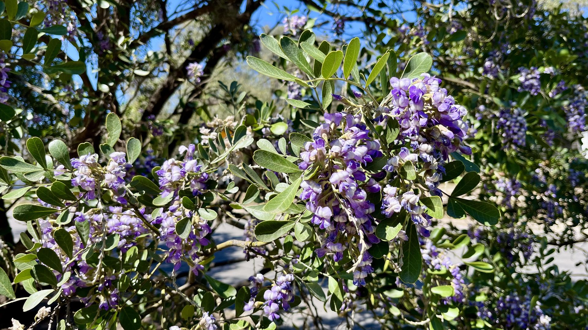 A close-up of a flowering Texas mountain laurel with clusters of purple blossoms and small oval green leaves. A bright blue sky is in the background.