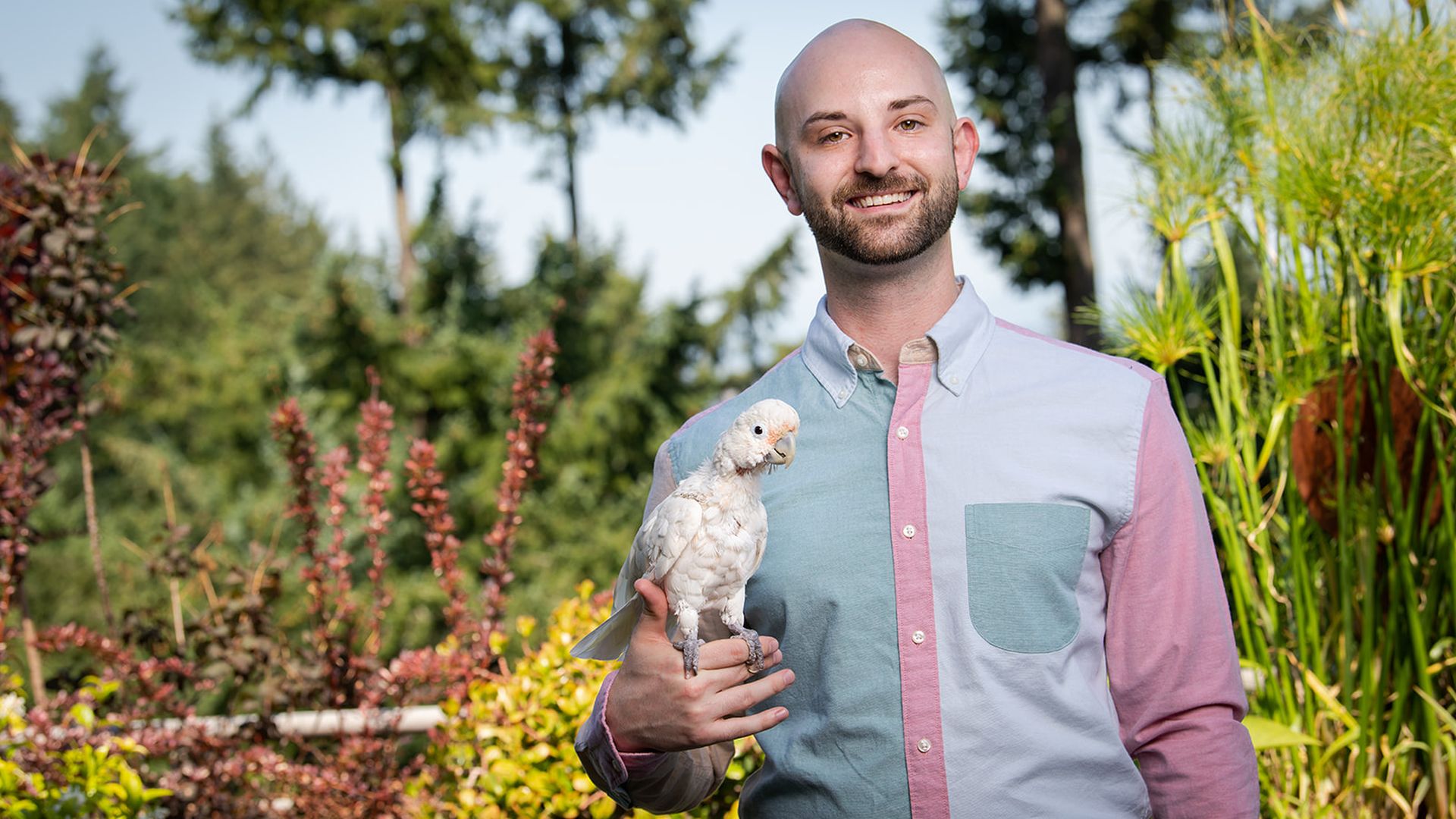 A bald white man holding a cockatoo in his right hand, outside in front of some greenery