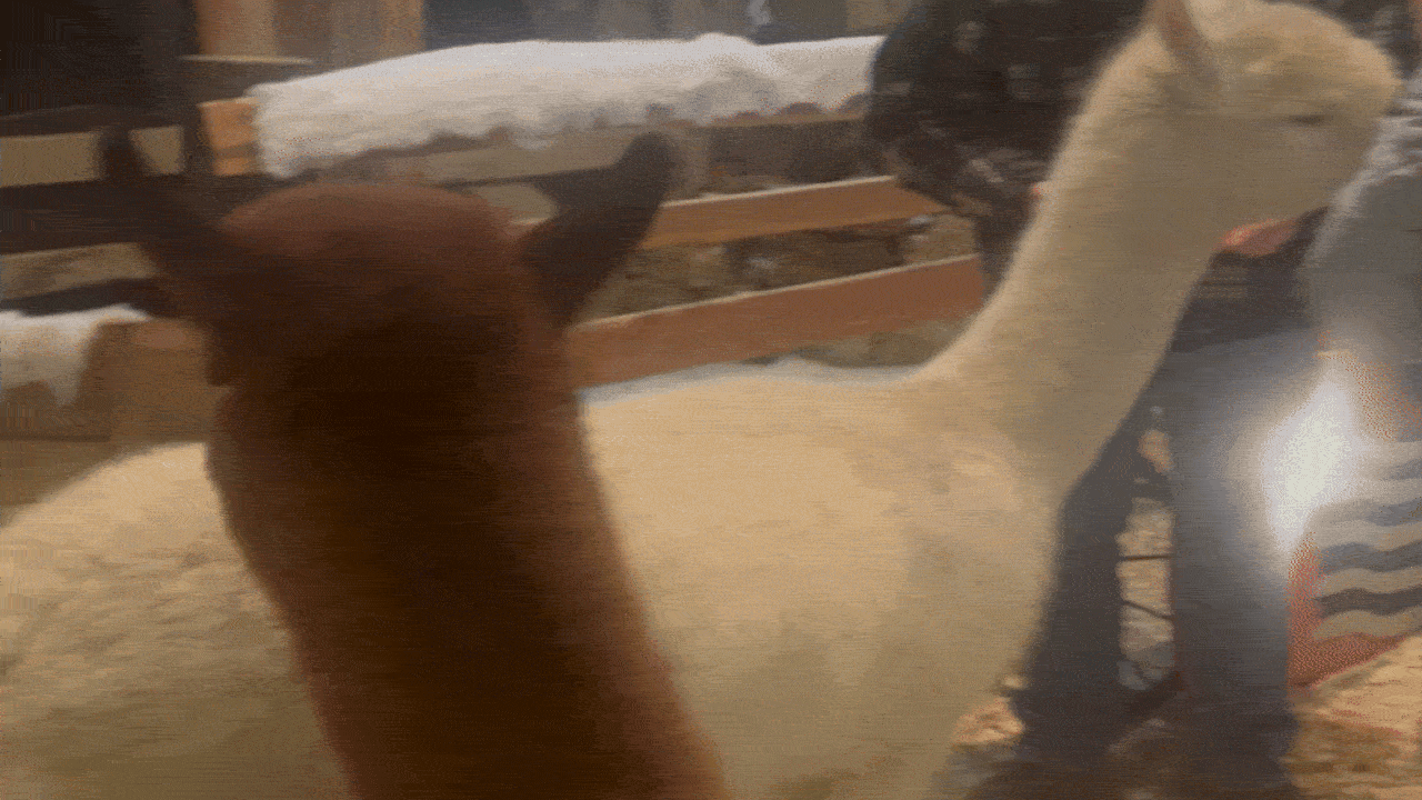 A white alpaca gently biting a person's colorful striped sleeve while a brown alpaca watches nearby inside a barn enclosure.