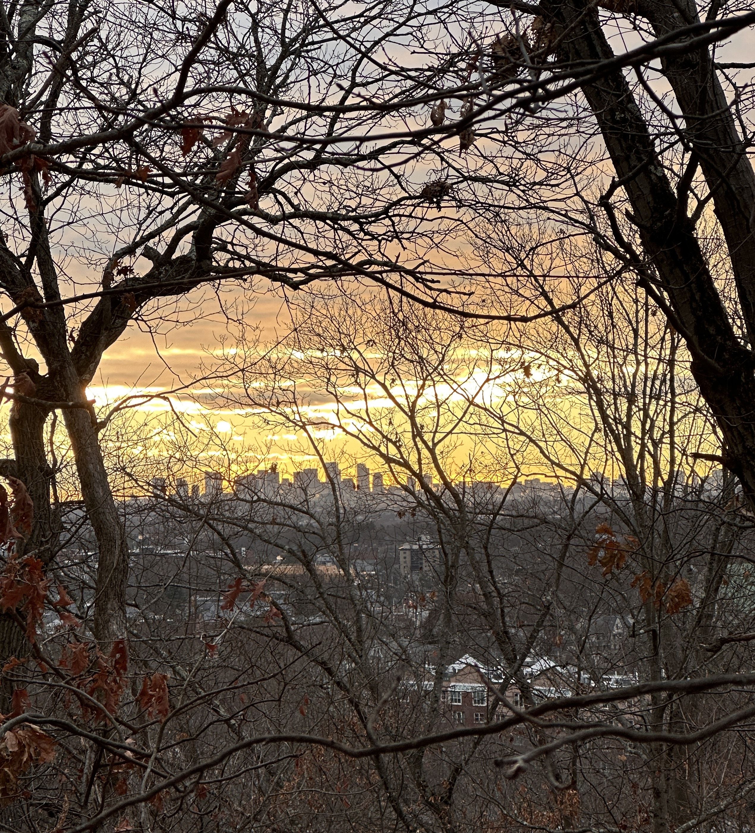 Sunset through branches