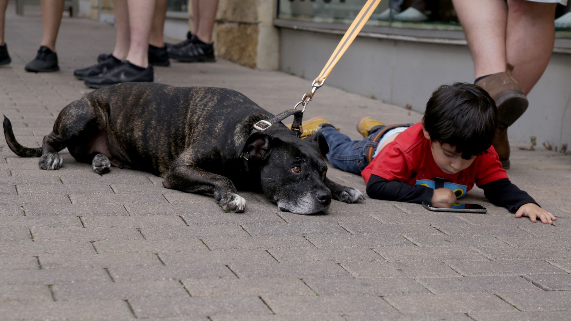 A photo of a dog lying on the ground next to a child.