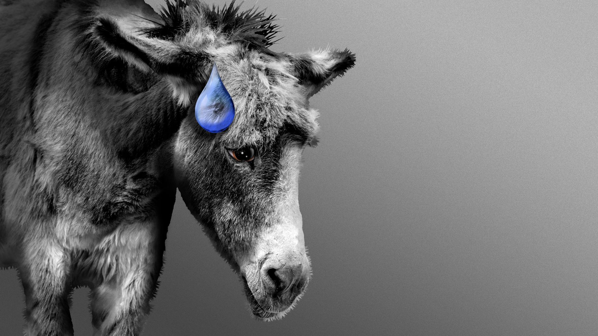 Illustration of a sad looking donkey with a giant sweat drop on it's head