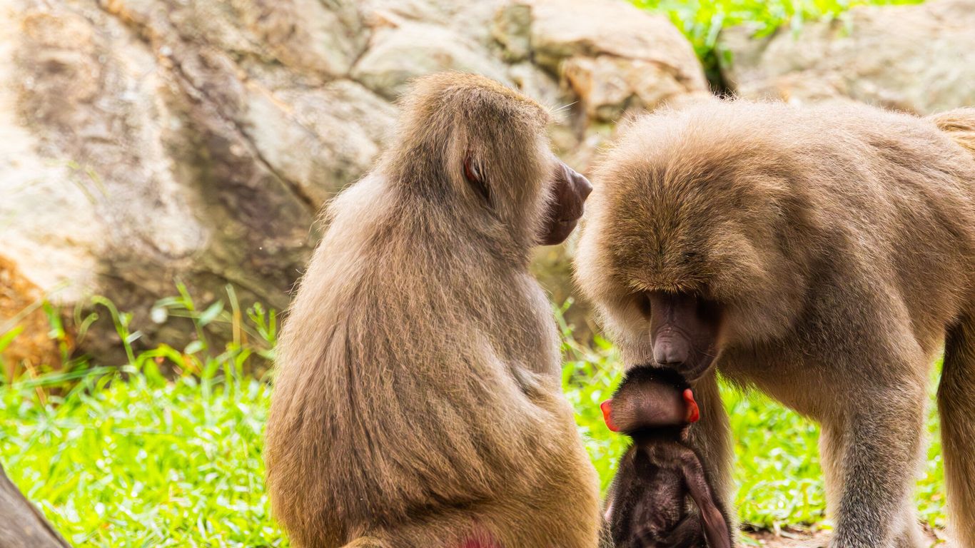 A baby baboon and other speed reads - Axios Charlotte