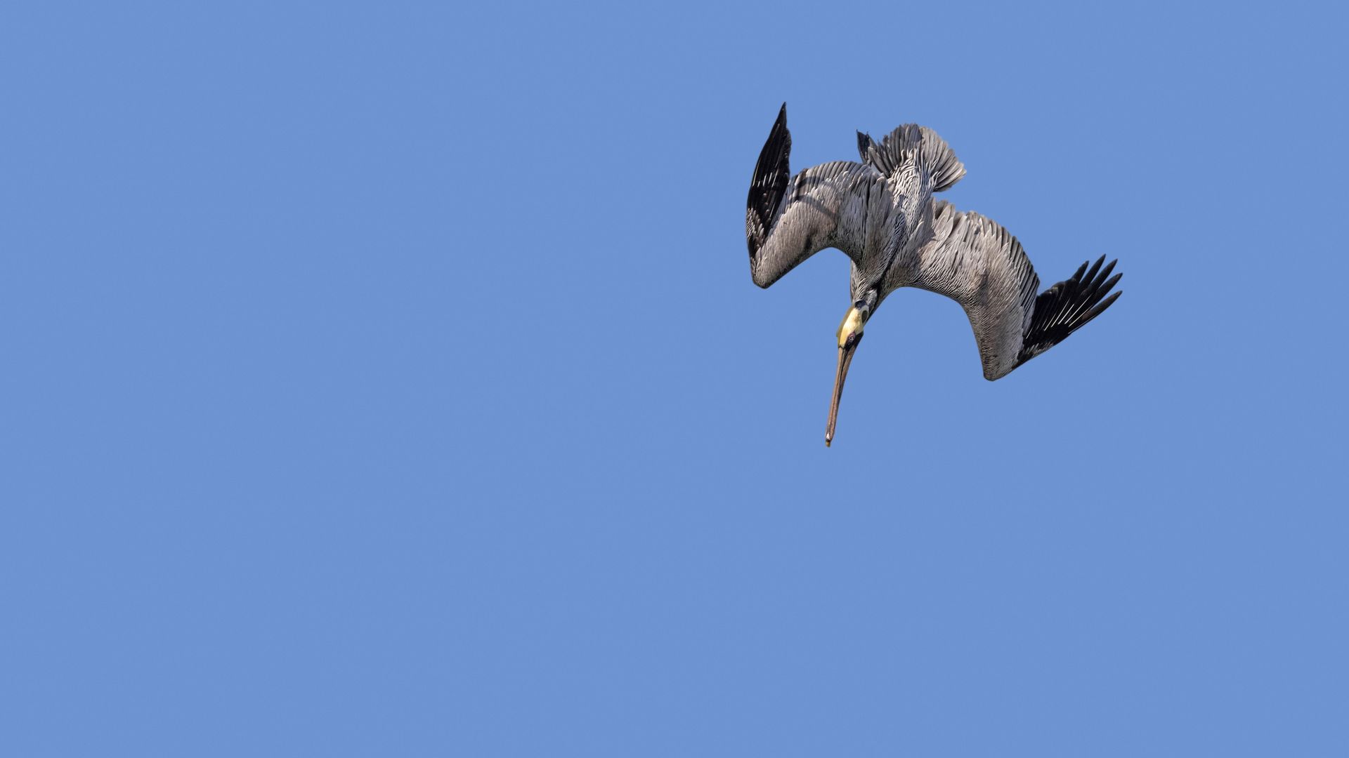 A Brown pelican dives straight down toward the water with its long beak pointed down.