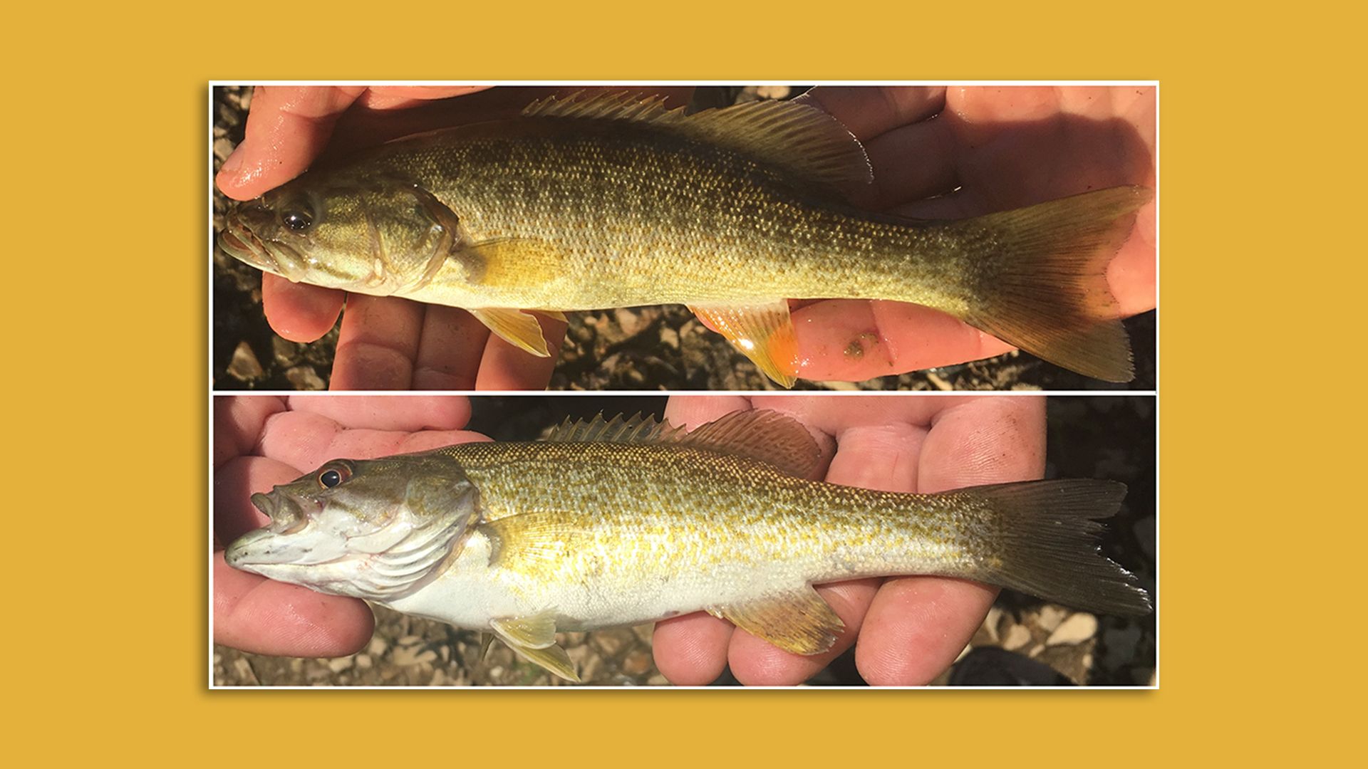 Two unidentified varieties of smallmouth bass.