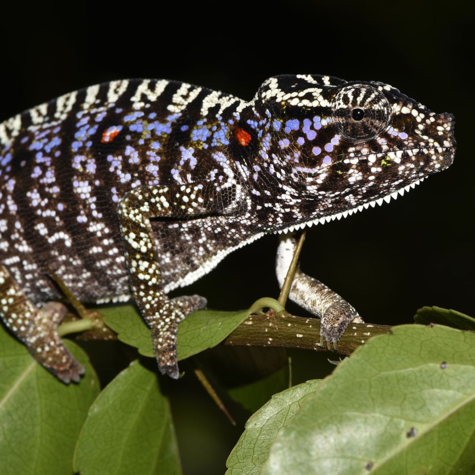 Rainbow' chameleon among three new species described from Madagascar