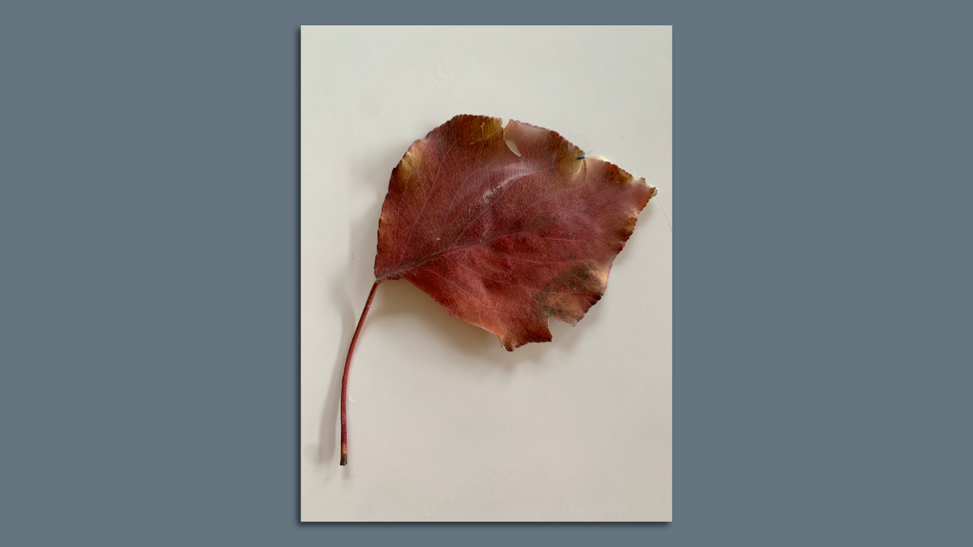 A leaf preserved in beeswax