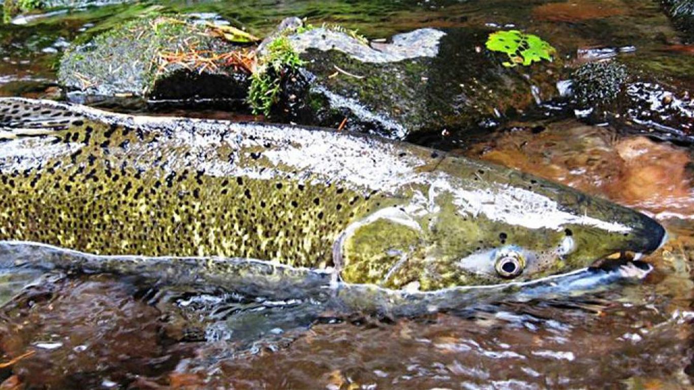 Offspring of hatchery-born salmon breed better in wild - Axios Portland