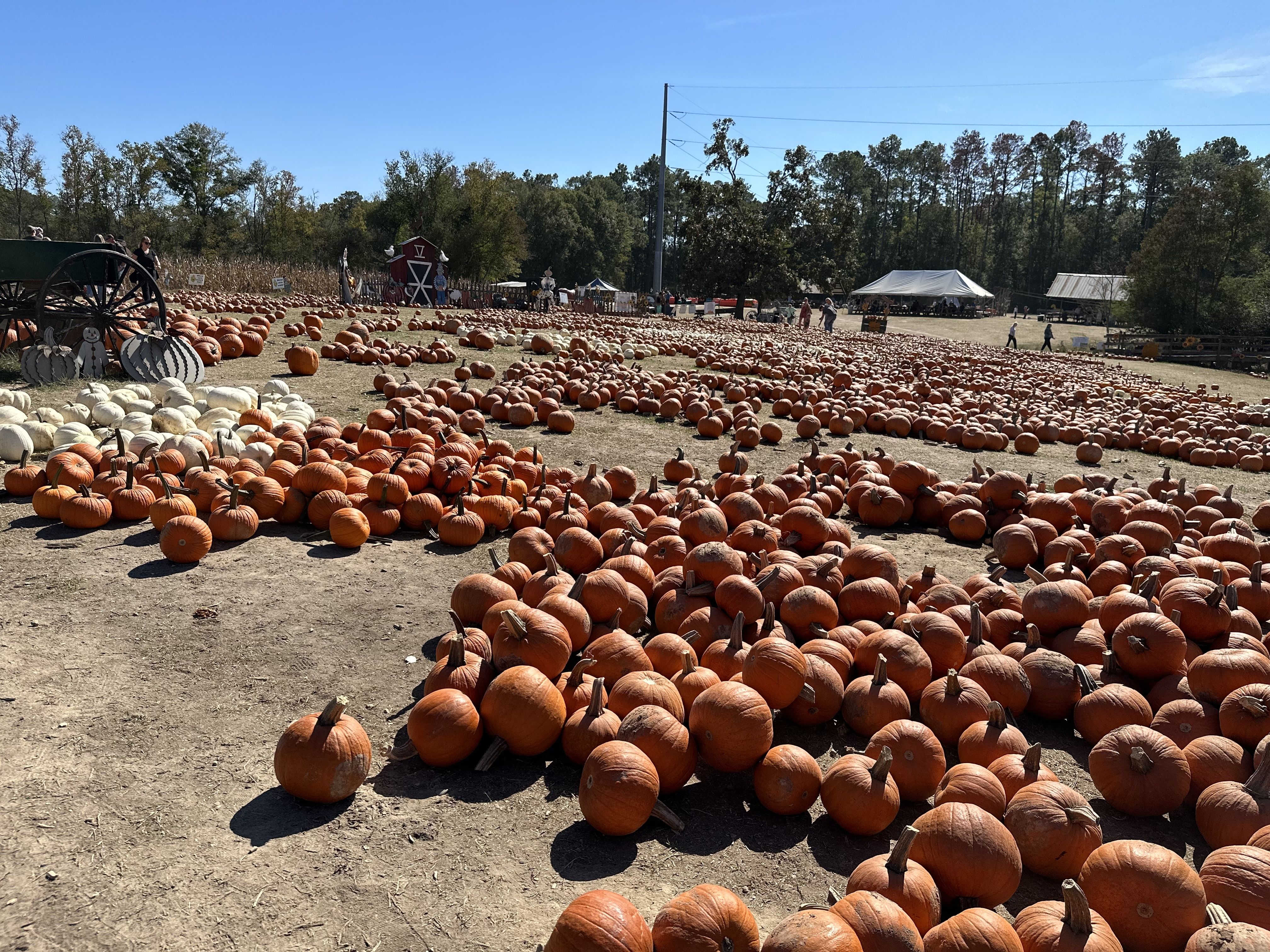 Hundreds of pumpkins dot an open field.
