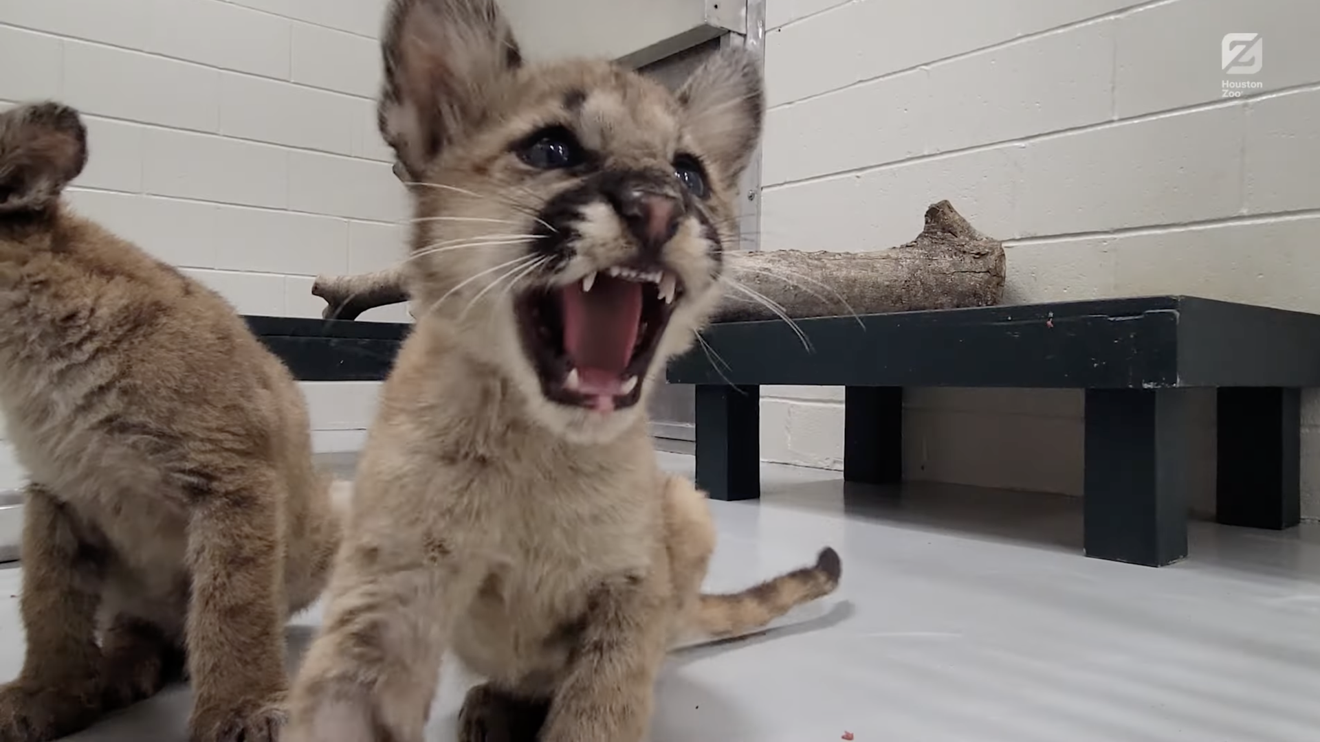 Shasta VII, a male cougar cub, roars