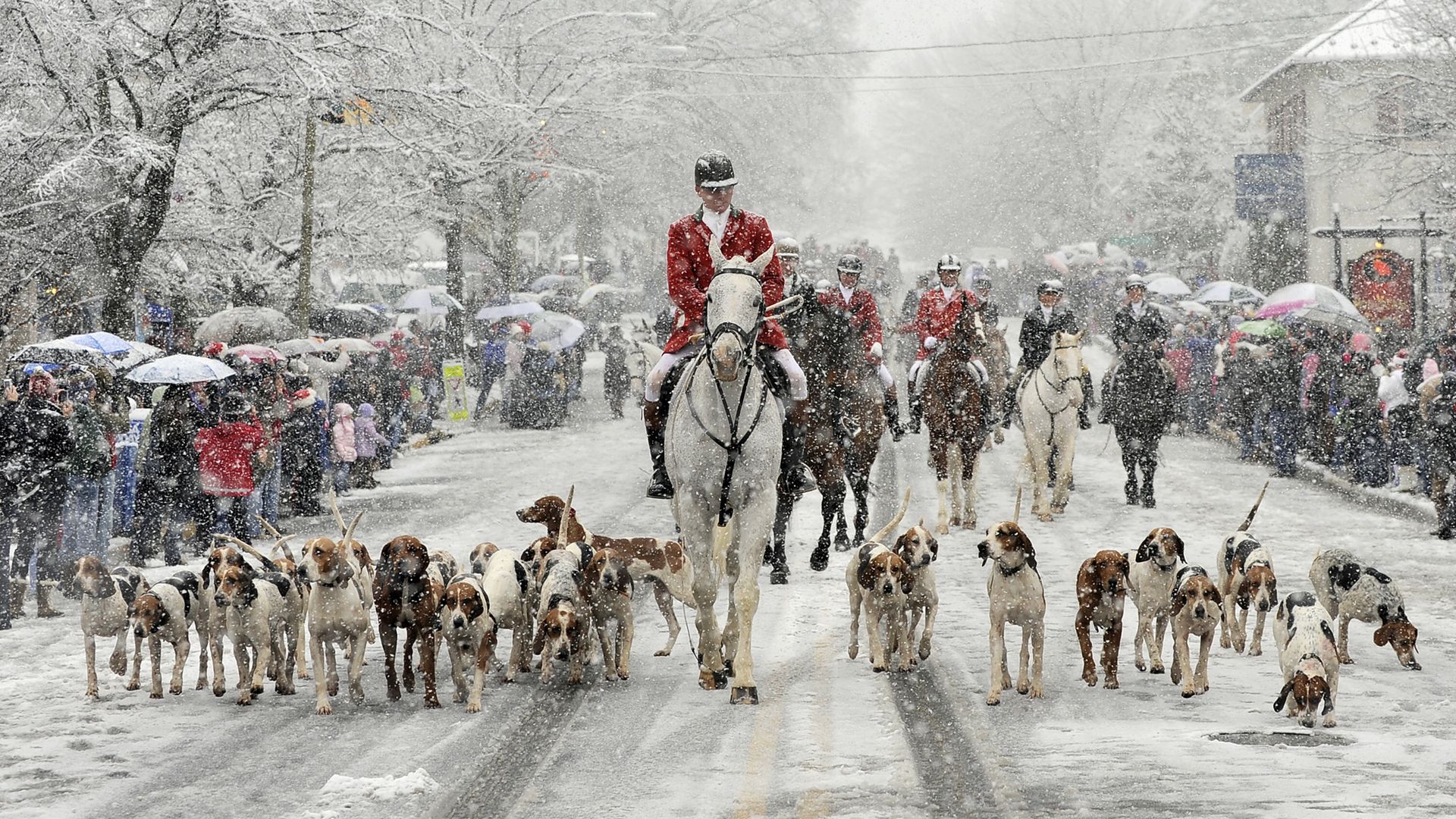 A hunter in a red coat on horseback and hounds parades down a snowy street in Middleburg