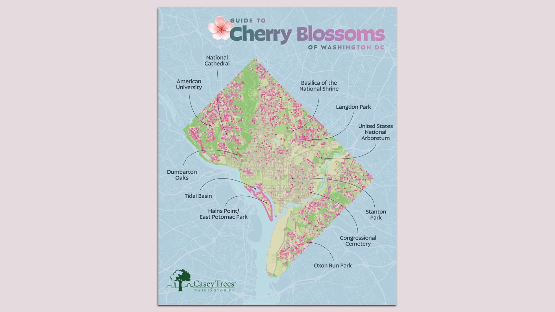 Poster titled "Guide to Cherry Blossoms of Washington DC" shows a pale blue DC map with pink blossoms and landmarks like National Cathedral, Tidal Basin, Arboretum; Casey Trees logo bottom left.