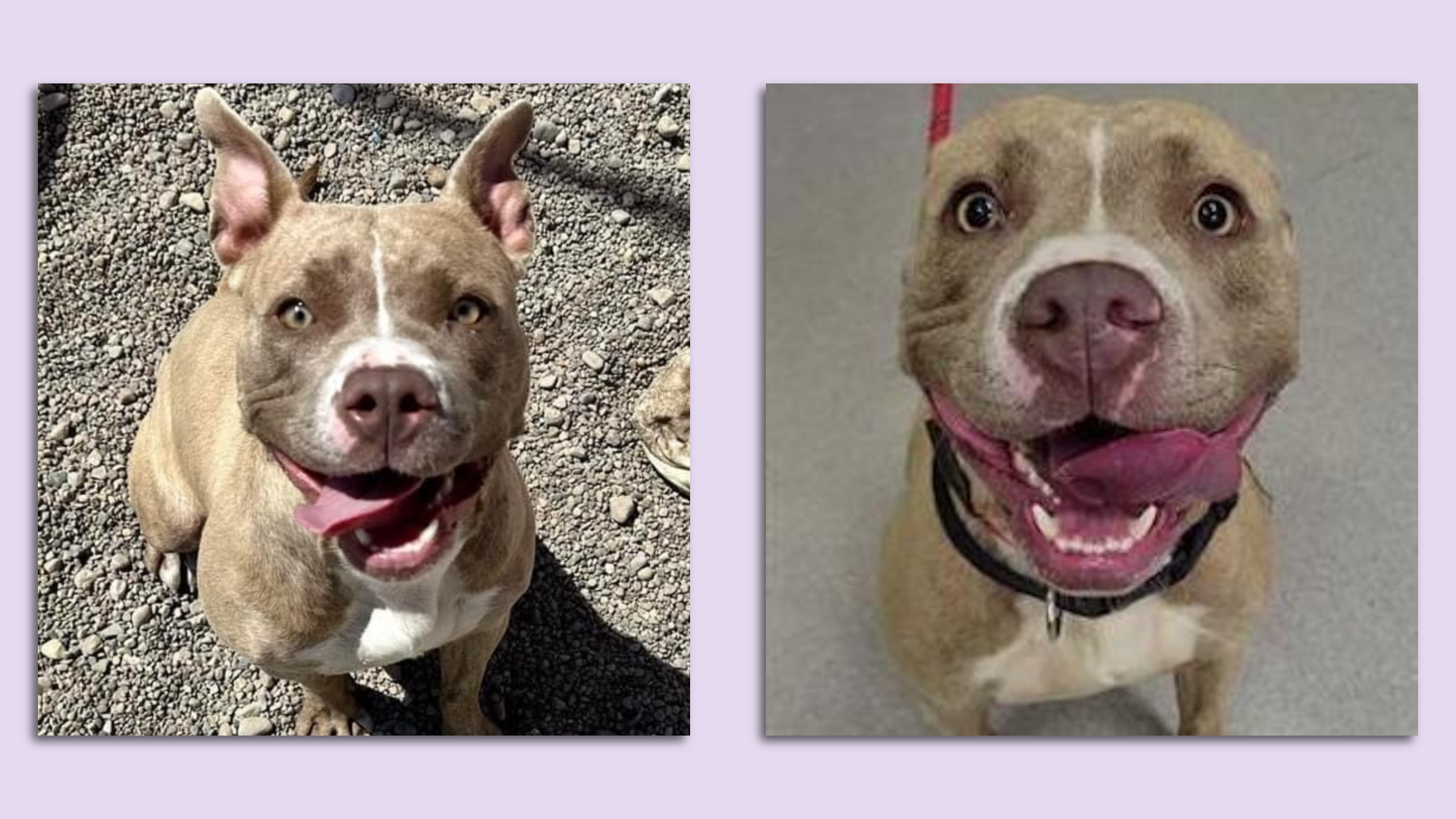 Side by side photos of a tan dog smiling