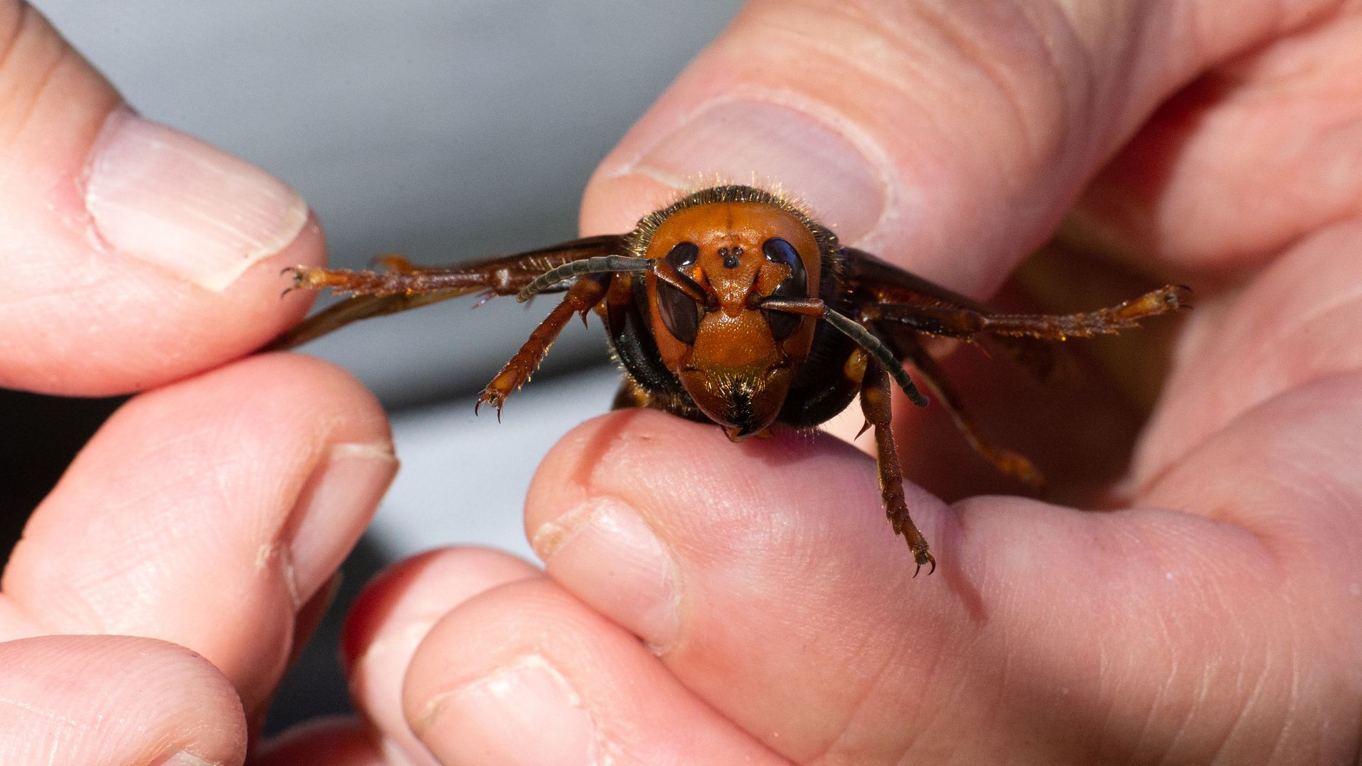 A braver man than me holds a speciment of the Asian giant hornet. Photo: Karen Ducey/Getty Images